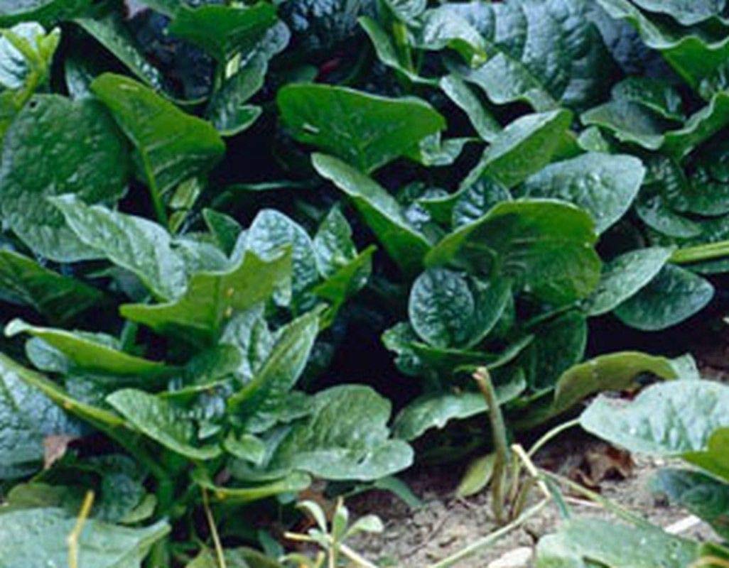 Organic Malabar Spinach Seeds (Green Stem Variety) - 200+ Non-GMO Heirloom Seeds for Home Gardening, Stir-Fry Cooking & Fresh Salads - Perfect for Vertical Gardens, Urban Farming & Healthy Eating