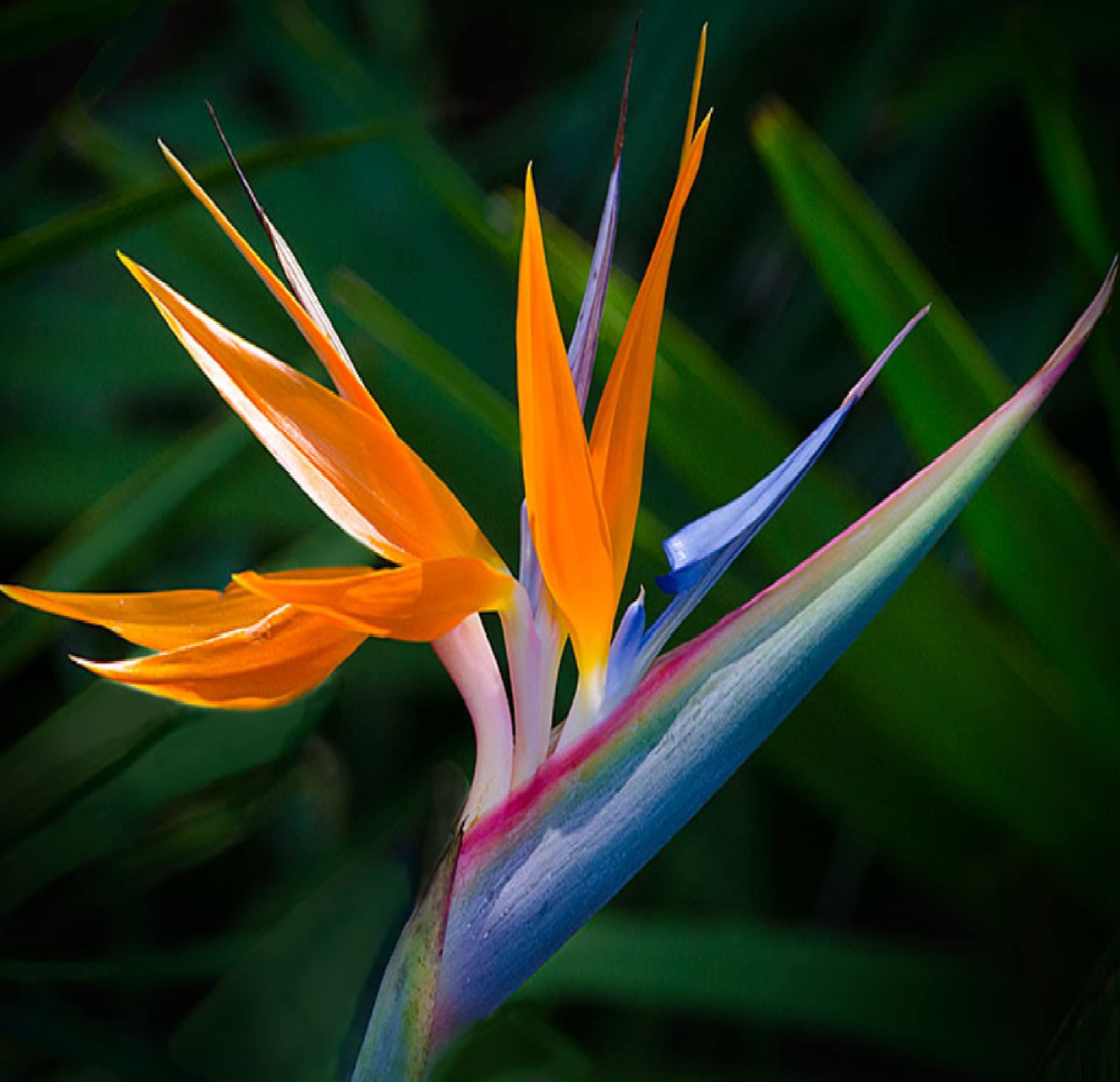 Exotic Bird of Paradise Starter Plants - Hawaiian 4 Pack Live Tropical Plants for Home & Garden Decor | Perfect for Indoor Houseplants, Outdoor Landscaping, and Tropical Garden Design
