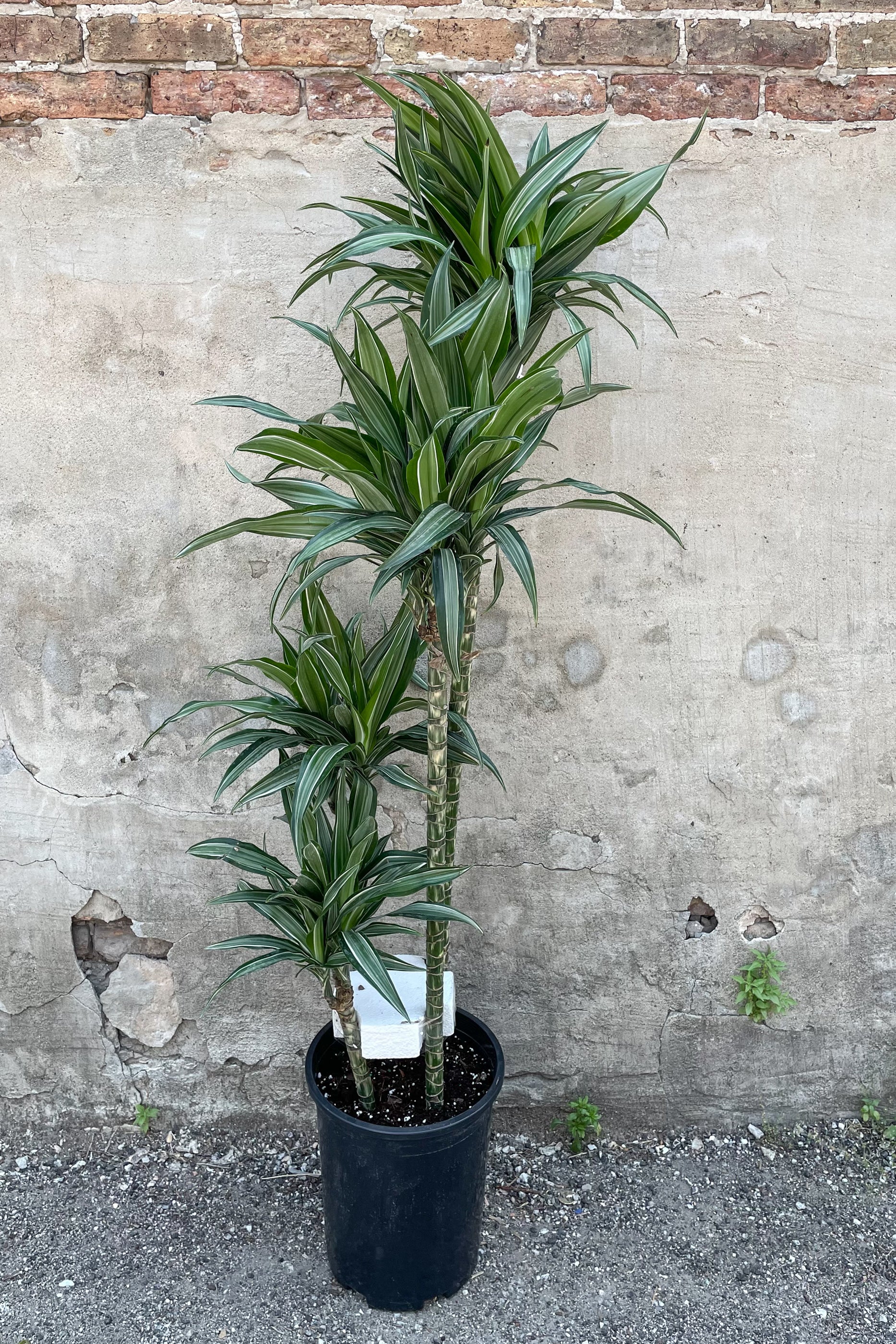 Dracaena 'Ulises' Staggered Cane 12