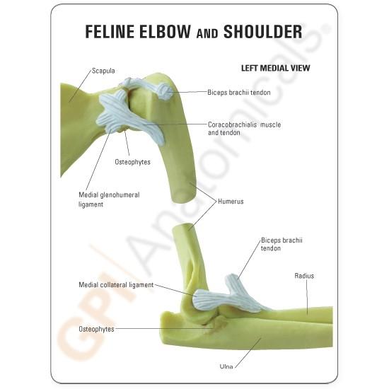 Feline Elbow and Shoulder Anatomy Model - Veterinary Teaching Tool for Cat Skeletal Study | Perfect for Veterinary Students, Animal Anatomy Education & Pet Health Professionals