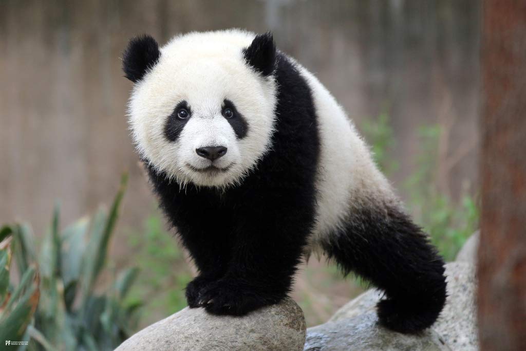 Cute Panda Cub Baby Animal Poster - Asian Bear Wall Art Print for Kids Room & Nursery Decor - 12x18 Inch Cool Wall Decor for Bedroom, Playroom, or Classroom