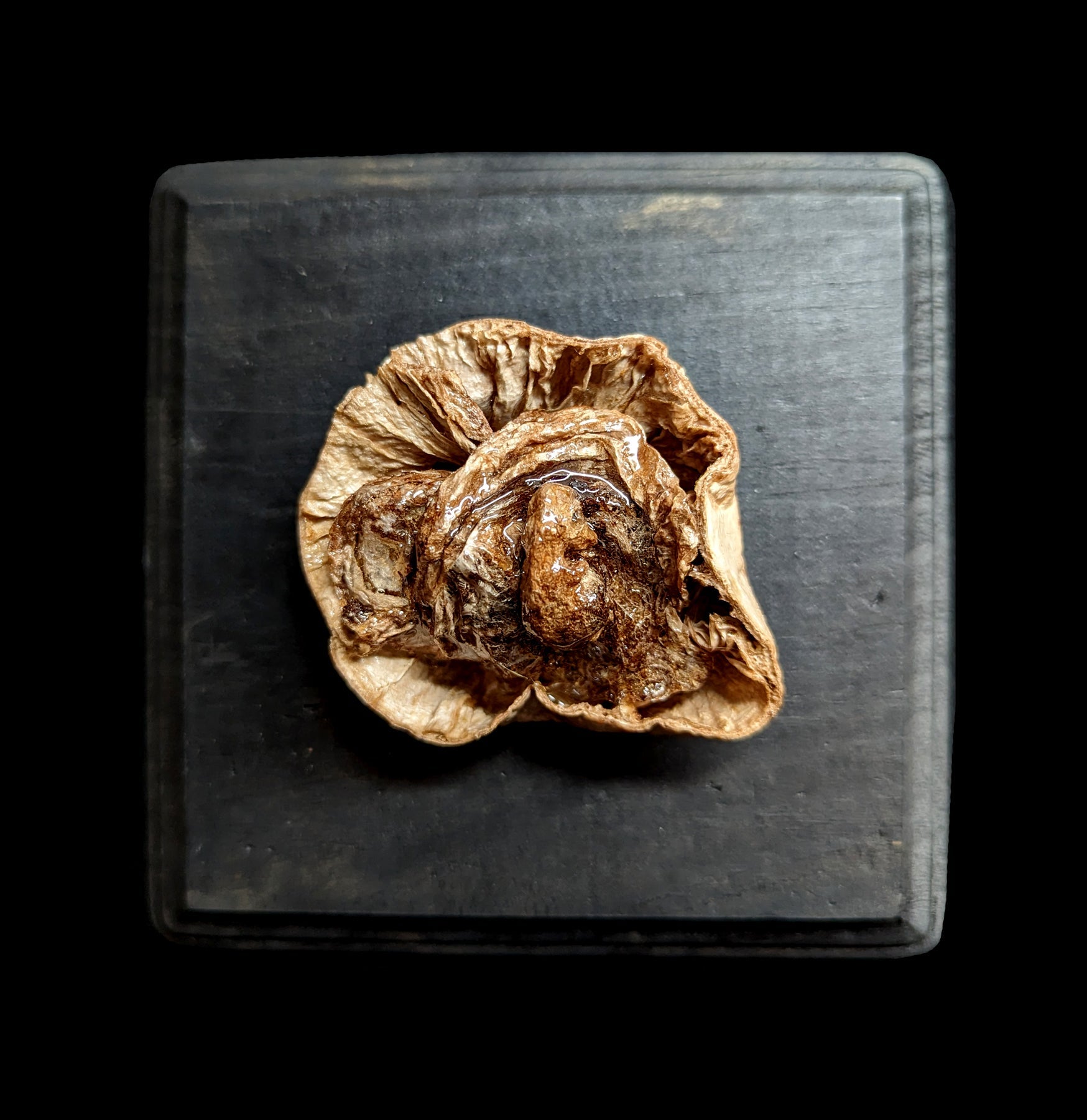 High-Quality Dissected Fetal Pigs in Uterus Specimen - Perfect for Biology Classrooms, Medical Studies & Veterinary Training