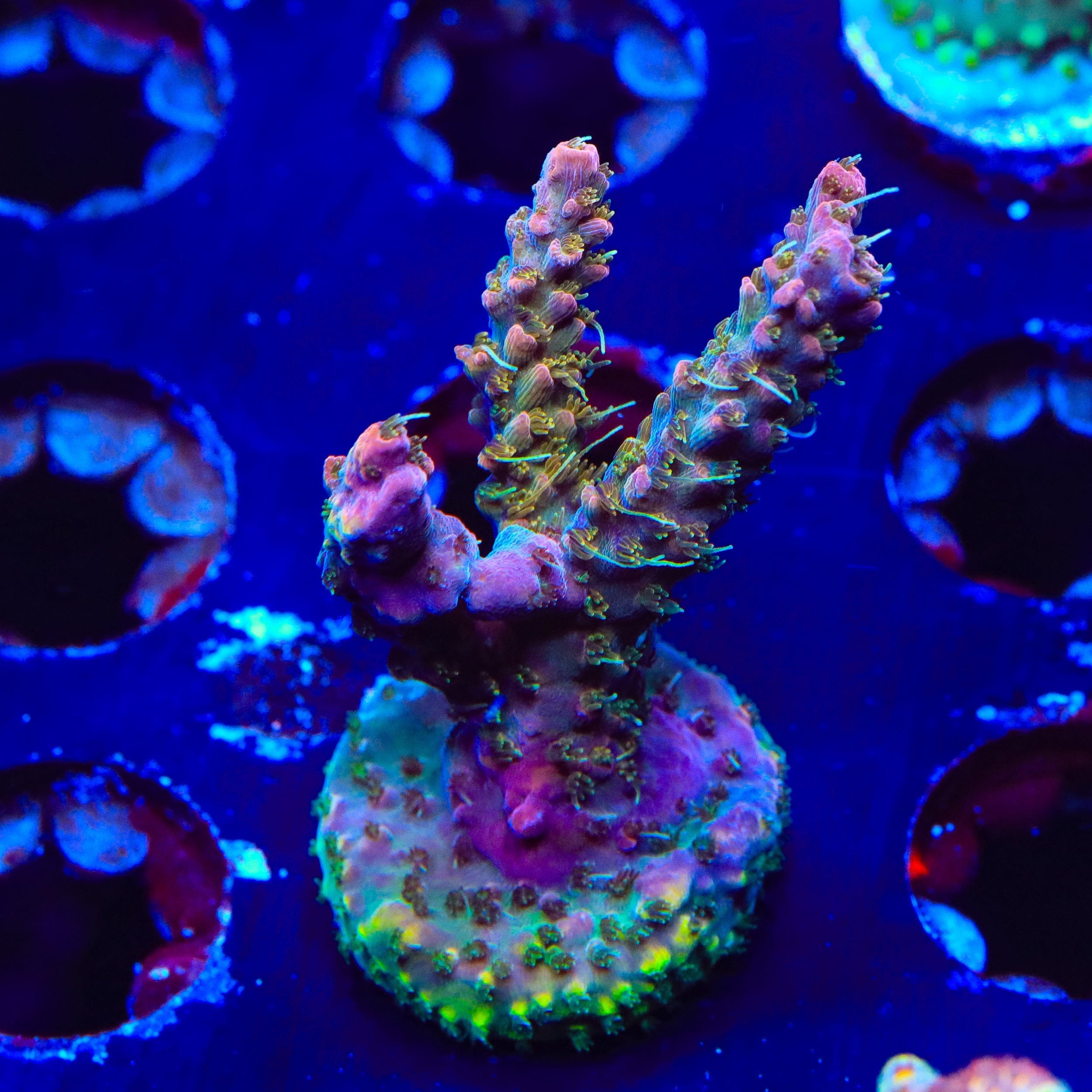 Premium CC Voodoo Majick Acropora XL Frag Coral for Saltwater Aquariums - Perfect for Reef Tanks & Coral Propagation