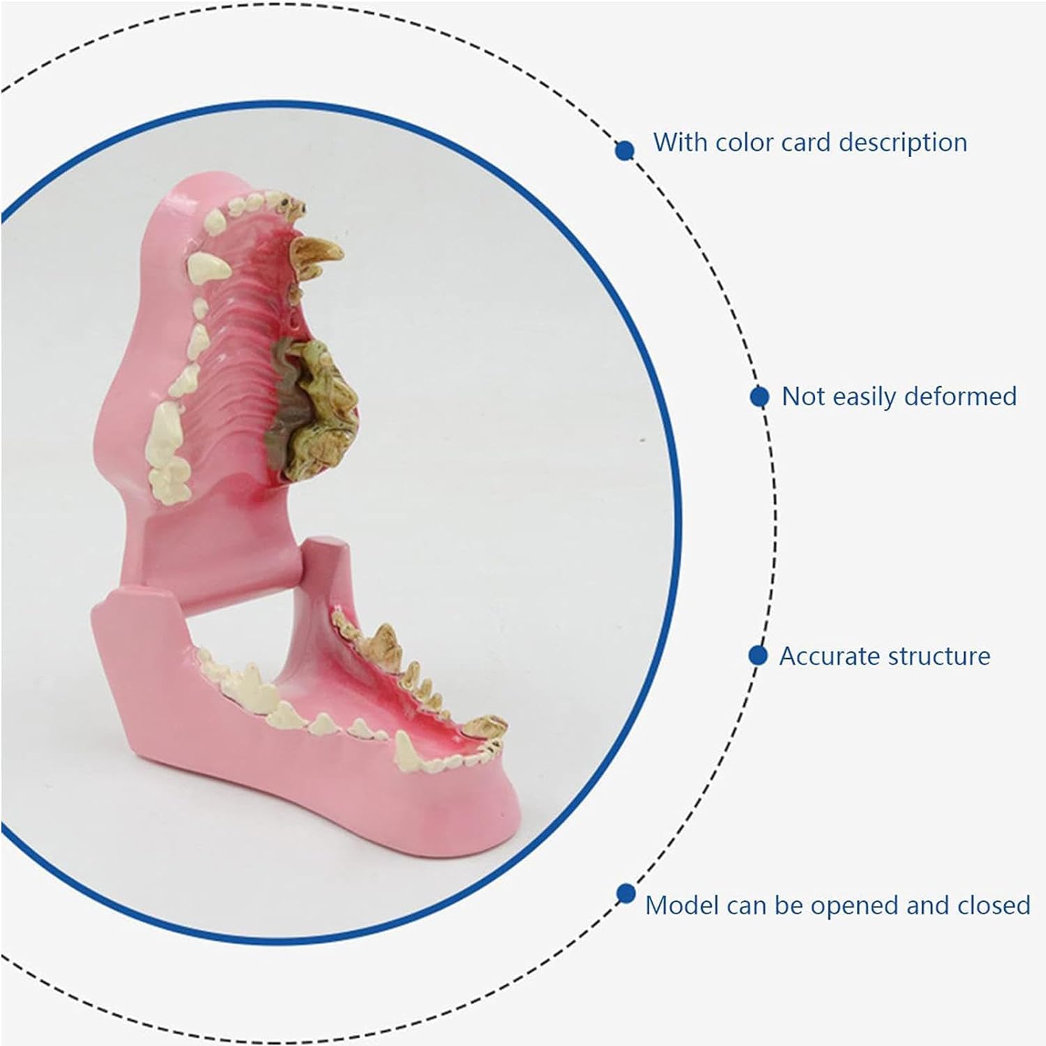 Veterinary Dental Anatomy Model - Canine Teeth & Pathological Dog Tooth Model for Veterinary Learning, Teaching & Education | Ideal for Vet Students, Classrooms & Dental Clinics