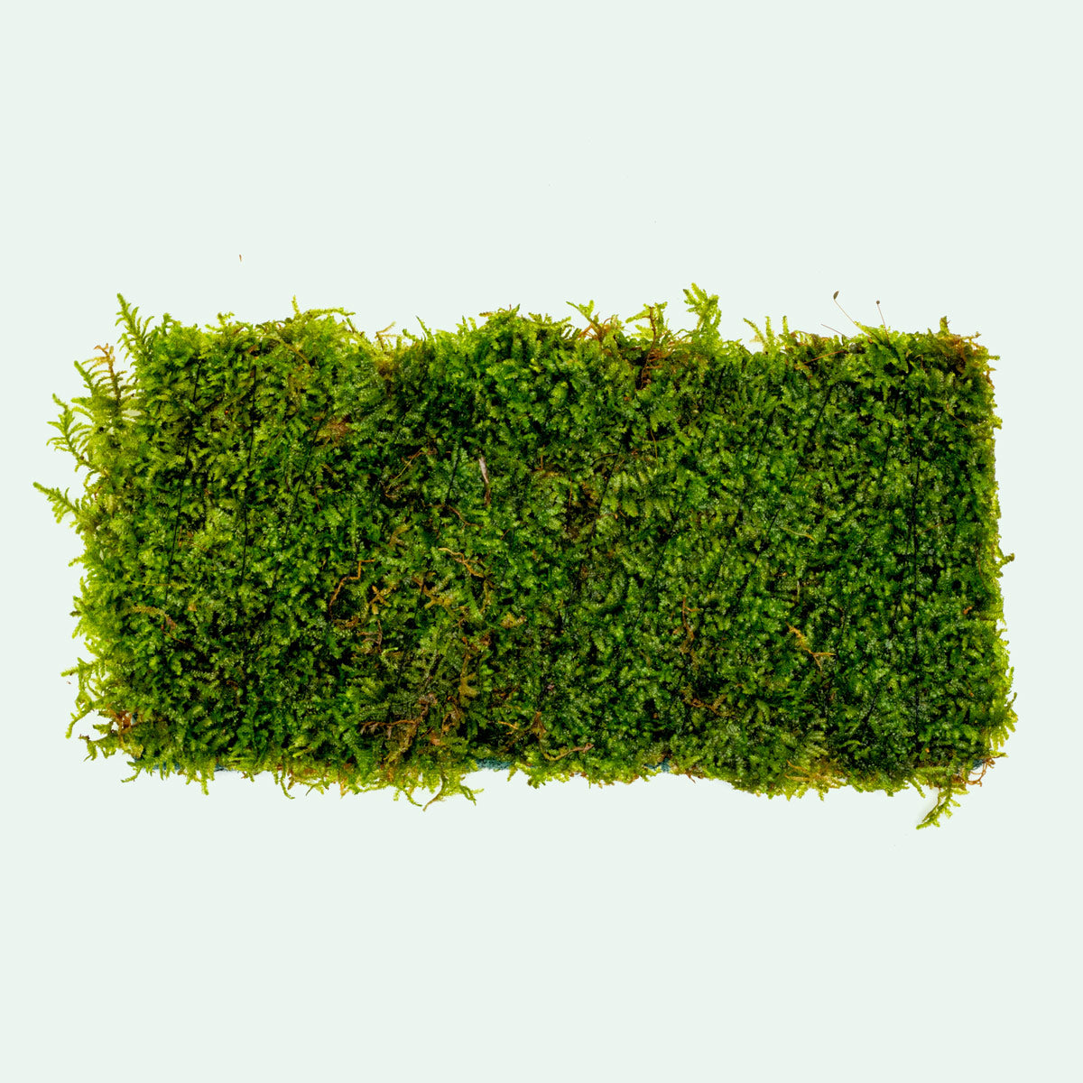 Premium Christmas Moss Fiber Mat for Aquariums & Terrariums - Natural Decorative Carpet for Fish Tanks, Reptile Habitats & Plant Terrariums | Enhances Aquatic Environments & Creates Stunning Displays