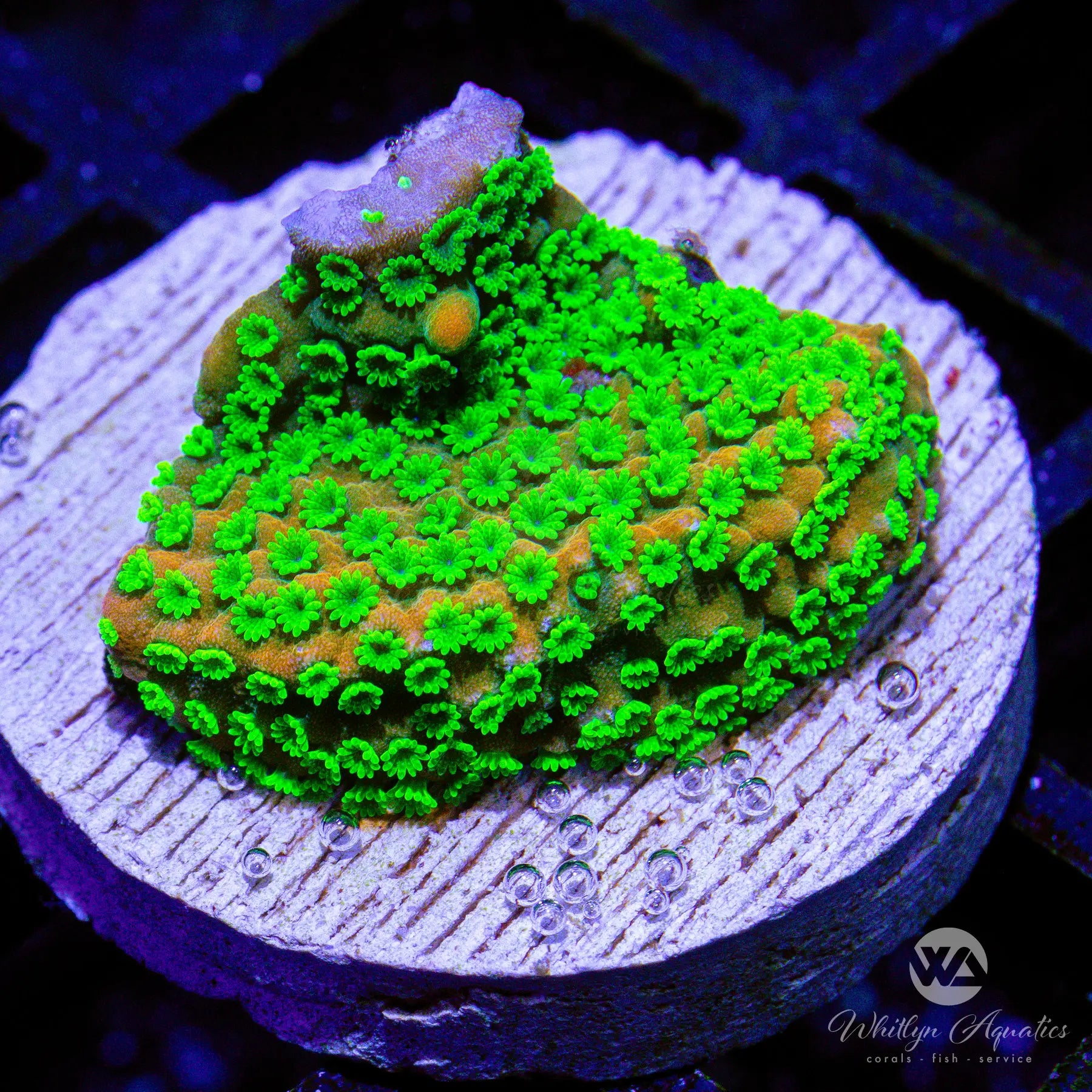 Premium Sunset Montipora Coral Frag for Saltwater Aquariums - Vibrant Orange & Purple SPS Coral - Perfect for Reef Tanks & Coral Propagation