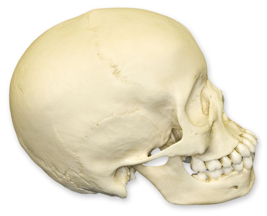 Realistic Human Child Skull Replica - Anatomical Model for Medical Study, Halloween Decor & Educational Display