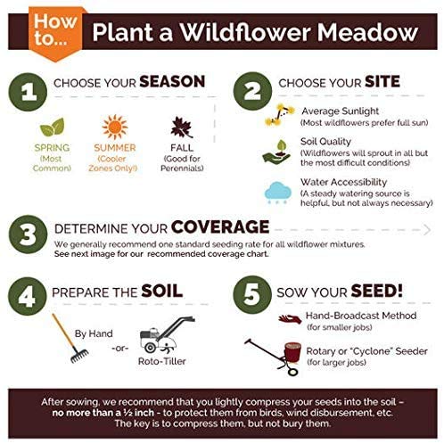 Non-GMO Bulk Midwest Wildflower Seed Mix - 25 Species Native Wildflower Seeds (1/4 Pound) for Pollinator Gardens, Meadows & Landscaping