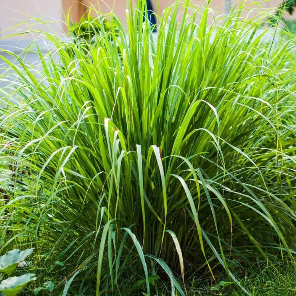 Organic Lemongrass Seeds for Planting - 1000+ Non-GMO Heirloom Herb Seeds for Indoor & Outdoor Gardens | Perfect for Cooking, Tea, and Aromatherapy