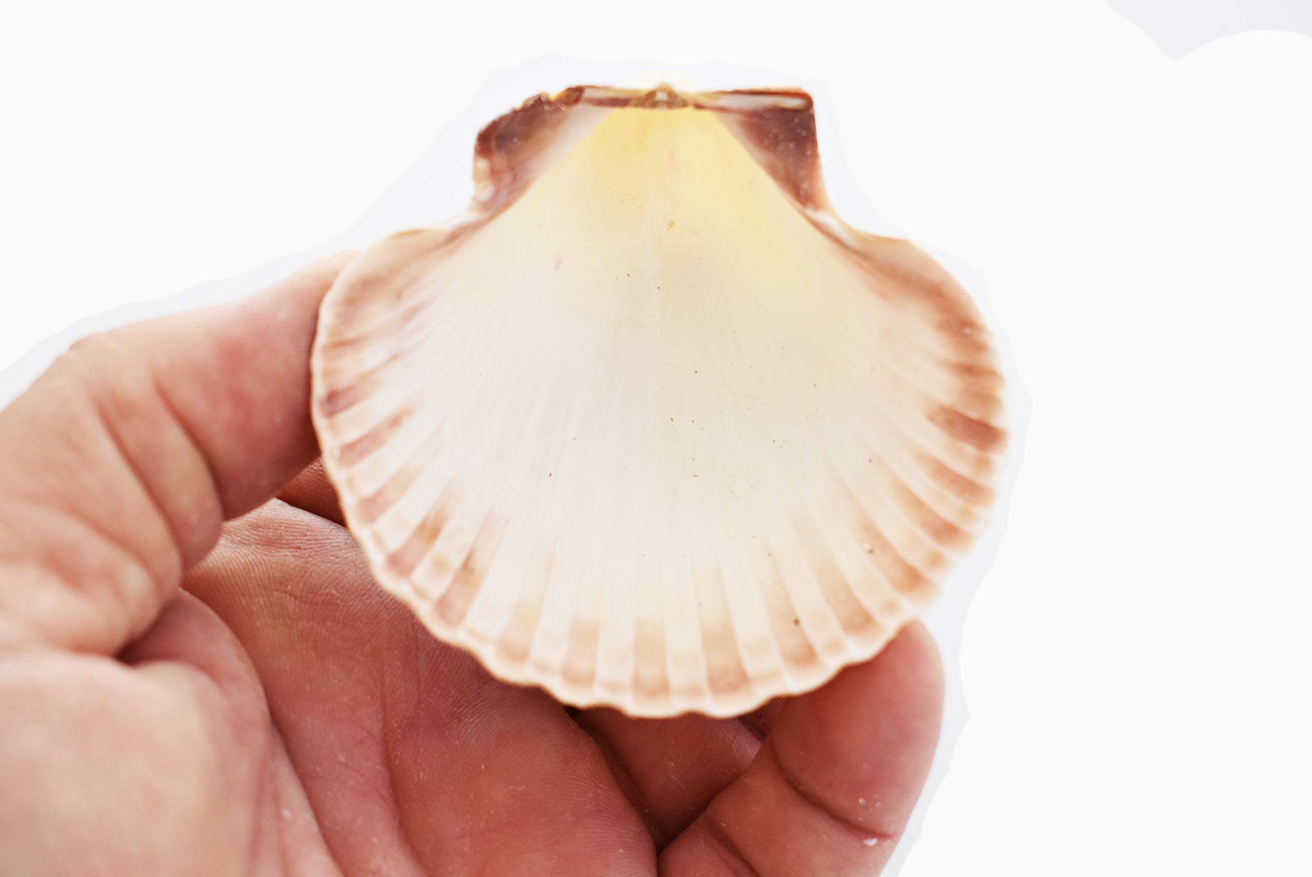 Premium Set of 6 Large Mexican Deep Scallop Shells (3