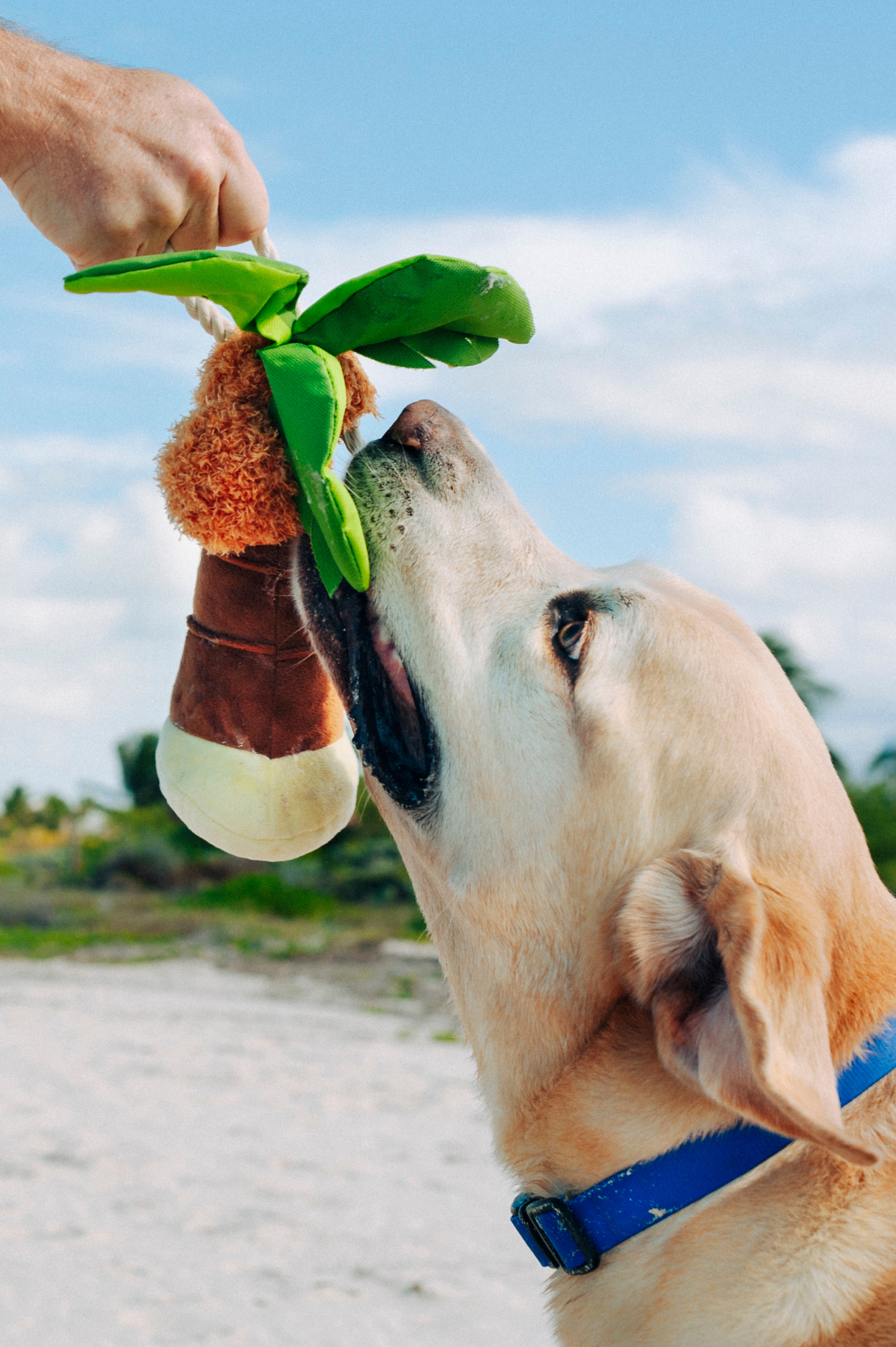 Tropical Paradise™ Dog Plush Toy - La Palma Soft Chew Toy for Dogs | Durable & Safe Pet Play | Perfect for Indoor & Outdoor Playtime