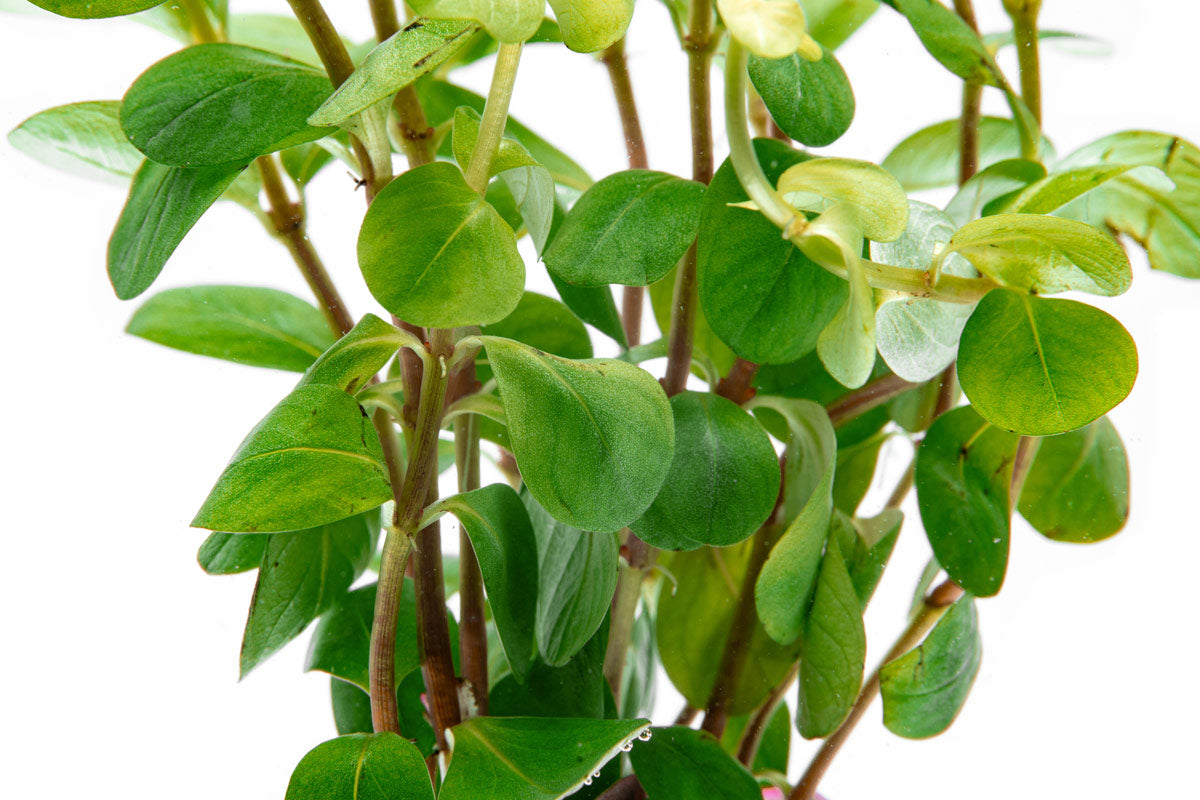 Rotala Ceylon Live Aquarium Plant - Freshwater Aquatic Stem Plant for Fish Tanks, Aquascaping & Planted Aquariums - Perfect for Shrimp Tanks, Nano Tanks & Low-Tech Setups
