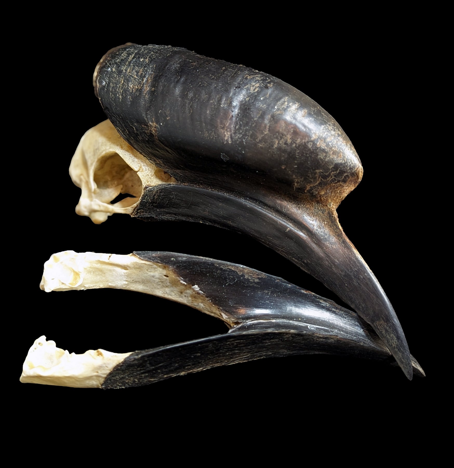 Black Casqued Hornbill Skull - Authentic Taxidermy Specimen for Home Decor, Gothic Collection & Unique Gifts - Perfect for Halloween, Dark Aesthetic & Oddity Displays