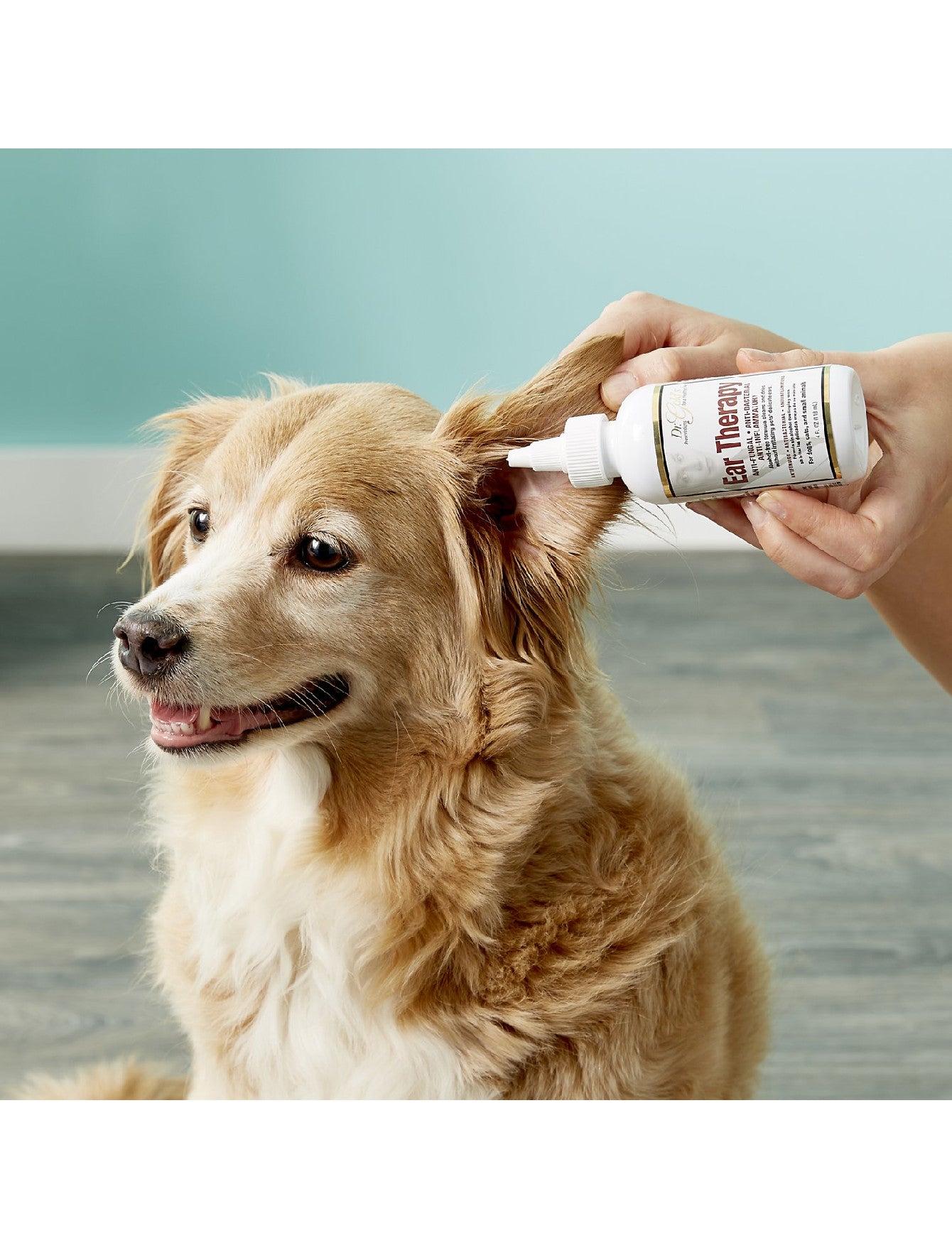 Dr. Gold's Ear Therapy for Dogs & Cats - 4oz (118ml) - Gentle Ear Cleaner Solution for Itchy, Smelly Ears - Soothes Infections & Removes Wax - Perfect for Regular Ear Care & Allergy Relief