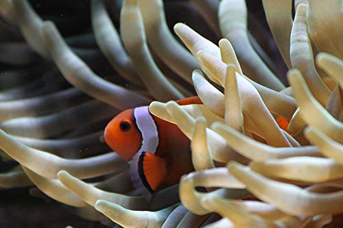 20x30 Inch Vibrant Tropical Clownfish & Anemone Laminated Poster - Home Decor Wall Art for Living Room, Bedroom, Office - Perfect for Framing & Coastal Themed Spaces