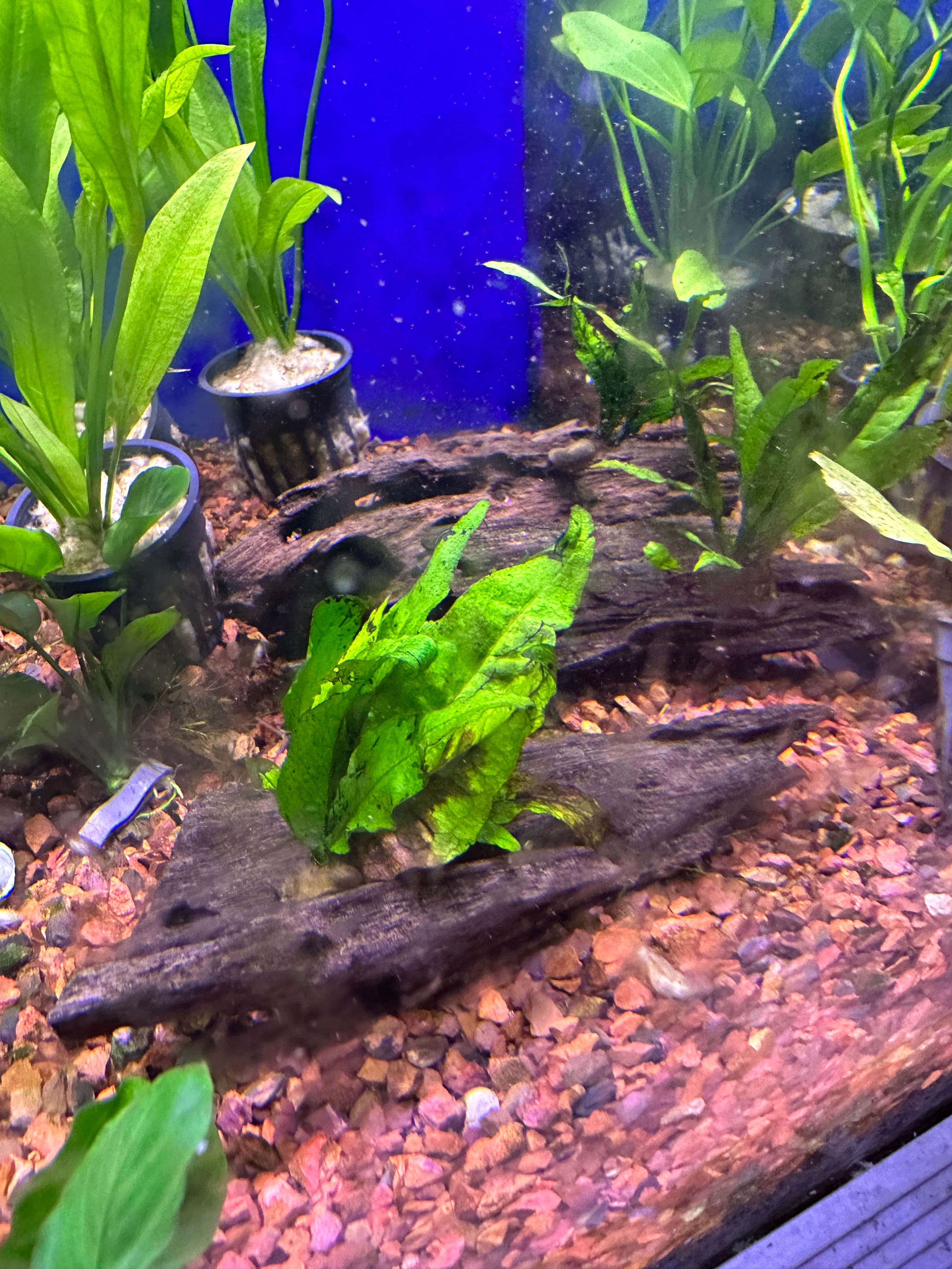 Java Fern on Driftwood - Live Aquarium Plant for Freshwater Fish Tanks - Perfect for Betta, Shrimp & Community Aquariums