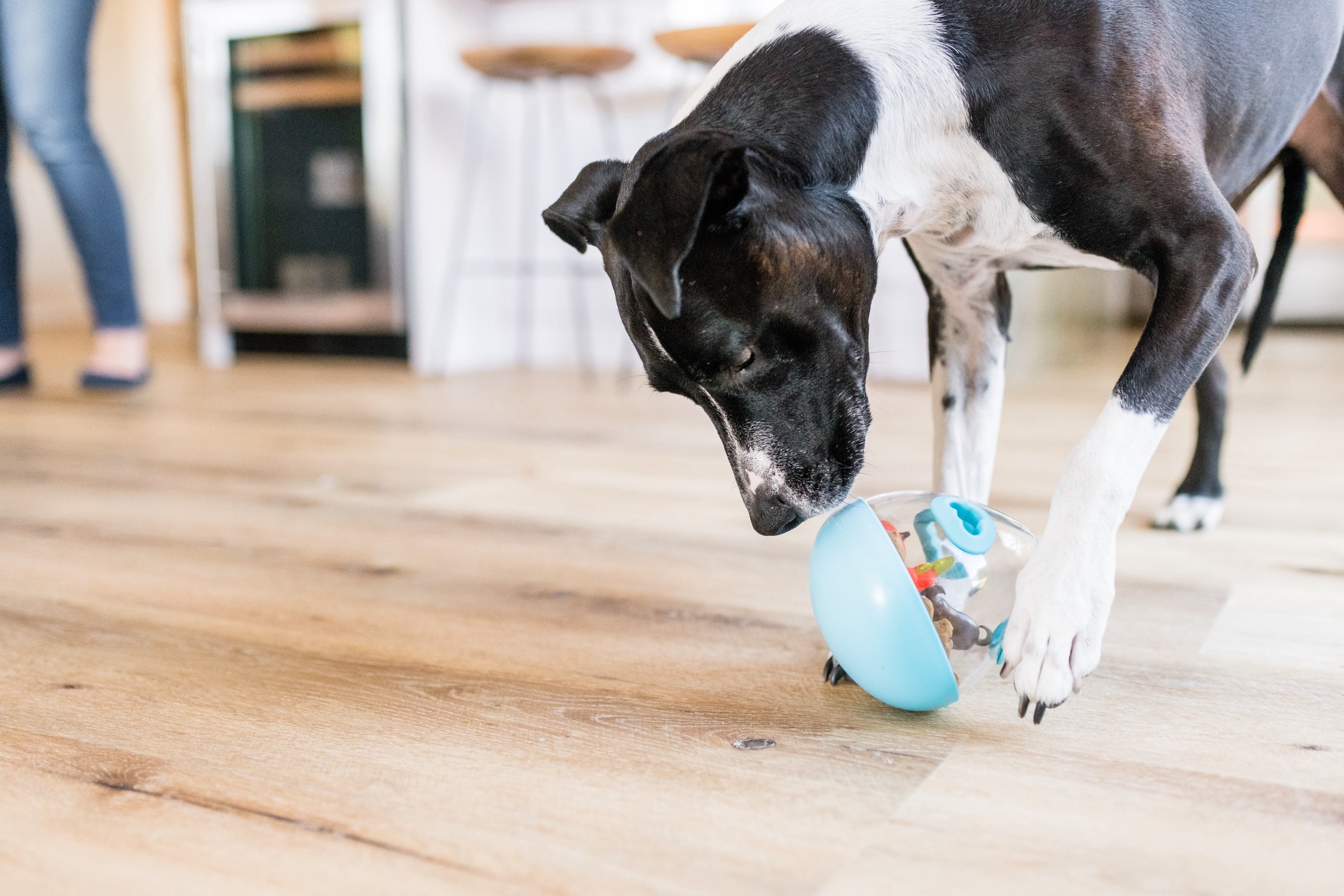 Wobble Ball Interactive Dog Treat Dispenser Toy - Blue | Pet P.L.A.Y. - Fun Puzzle Feeder for Small & Medium Dogs, Perfect for Mealtime Enrichment & Mental Stimulation