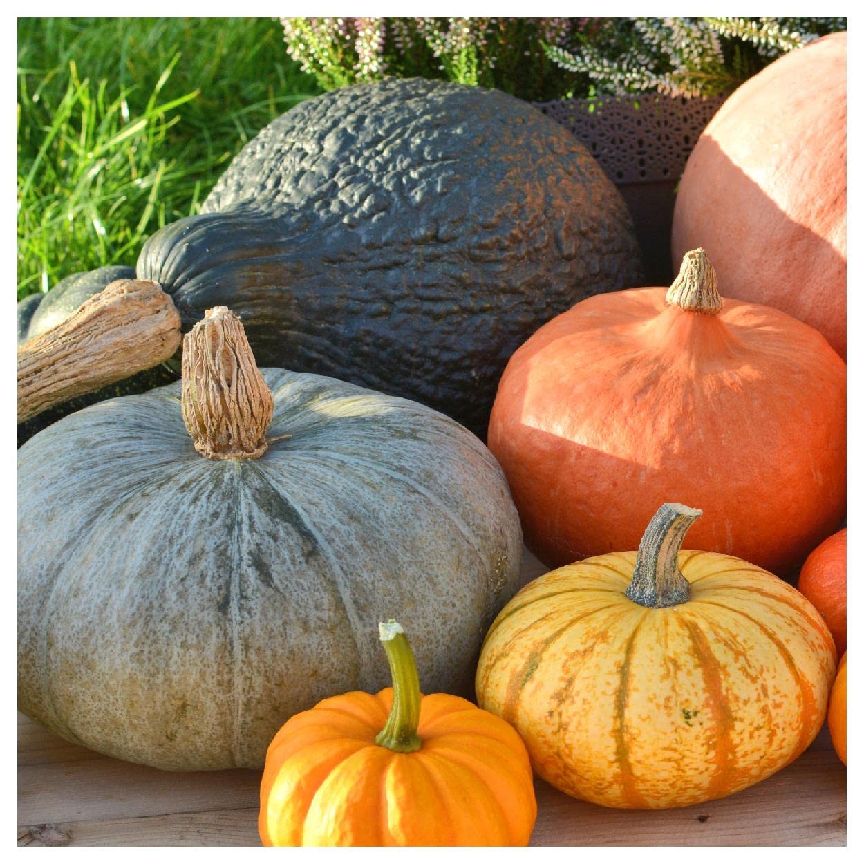 Everwilde Farms - 1/4 Lb Chicago Warted Hubbard Winter Squash Seeds - Non-GMO, Heirloom, Open Pollinated - Perfect for Fall Gardening, Thanksgiving Decor & Homemade Squash Recipes