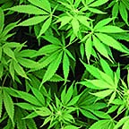 Weeds