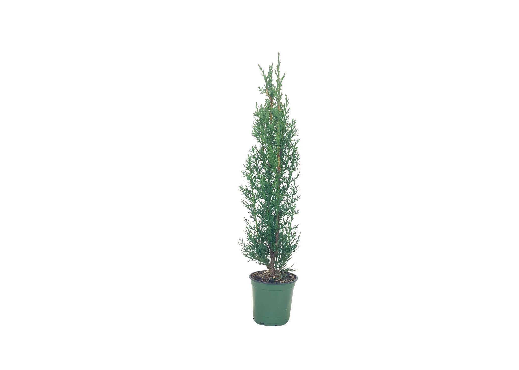 Italian Cypress Tree (Cupressus Sempervirens) - 10 Live 4 Inch Potted Plants for Mediterranean Landscaping, Privacy Hedges & Elegant Garden Decor