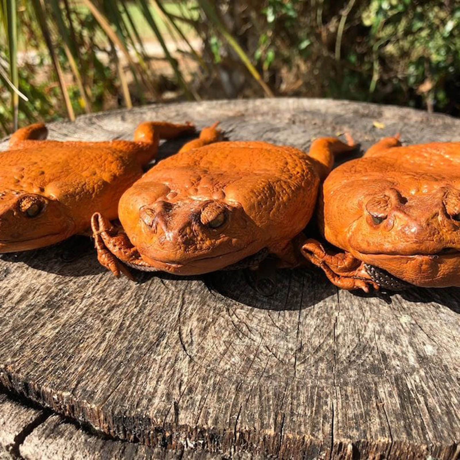 Funny Sugar Cane Toad Full-Body Purse - Frog Coin Wallet & Home Decor - Unique Gift for Animal Lovers - Perfect for Halloween, Cosplay & Novelty Storage (One Size)