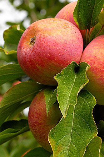 PERFECT PLANTS Fuji Apple Tree Live Plant - 4-5 Feet Tall with Care Guide | Fresh Fruit Bearing Tree for Home Garden, Backyard Orchard & Landscaping