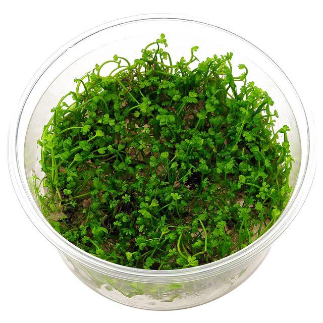 TCulture Marsilea Crenata Aquatic Plant (TC Cup) - Perfect for Aquariums, Terrariums & Water Gardens - Low Maintenance Live Plant for Fish Tanks, Shrimp Habitats & Aquatic Decor