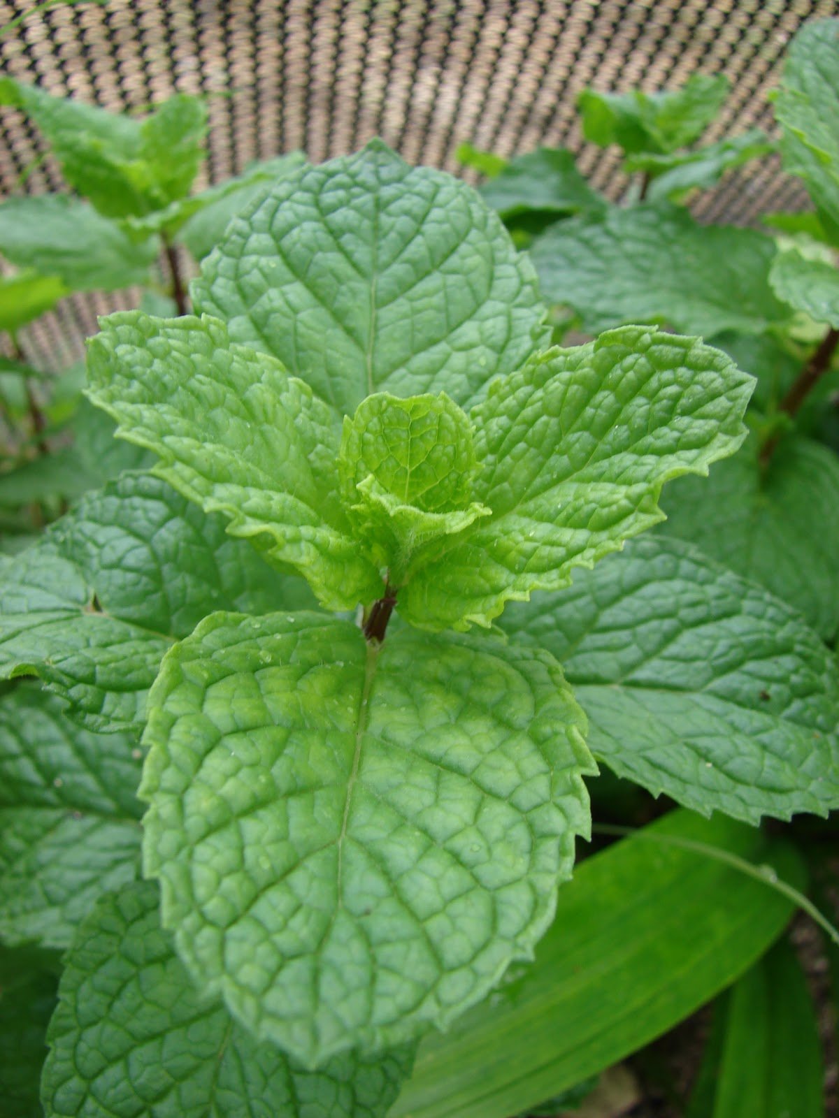Organic Mojito Mint Plant - 1 Live Starter Plant (Not Seeds) - Fresh Culinary Herb for Cocktails, Teas & Cooking - Grown by Yumheart Gardens - Perfect for Home Gardens, Bartending & DIY Recipes