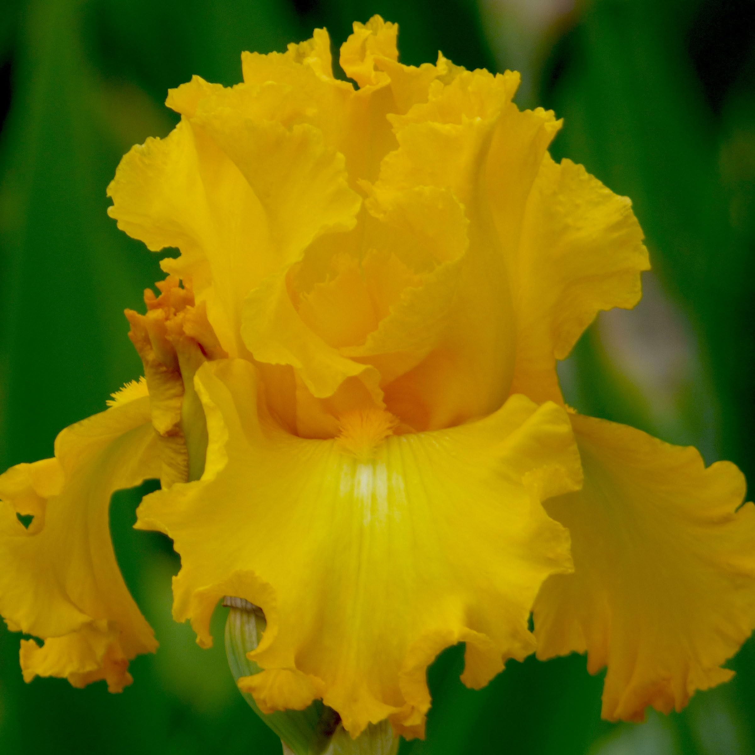 Big as The Moon Bearded Iris Potted Plant - Fragrant Large Golden Yellow Perennial Flowers | Easy to Grow, Blooms Twice | Perfect for Garden Borders, Cut Flower Arrangements & Outdoor Decor