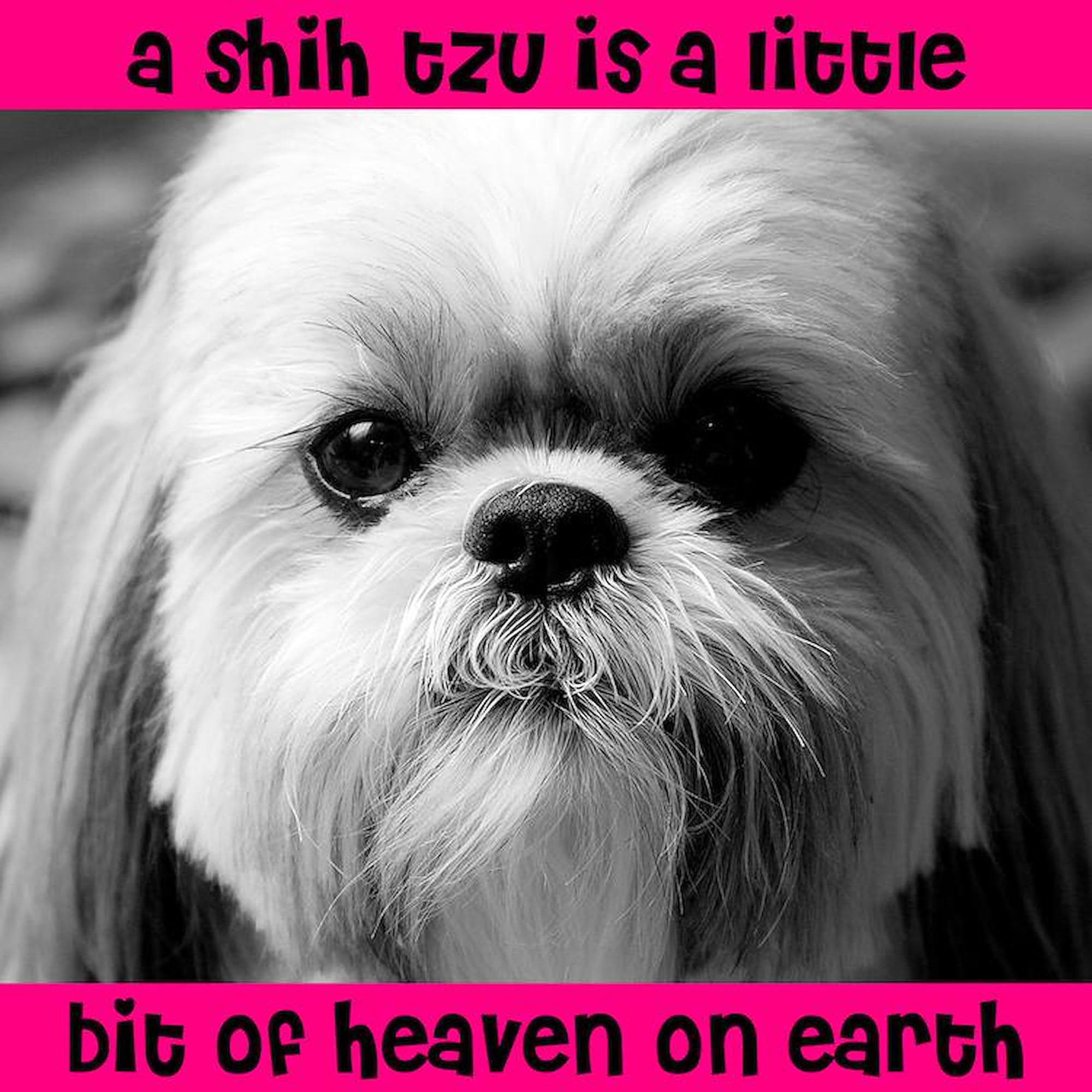 Heavenly Shih Tzu Square Car Magnet 3