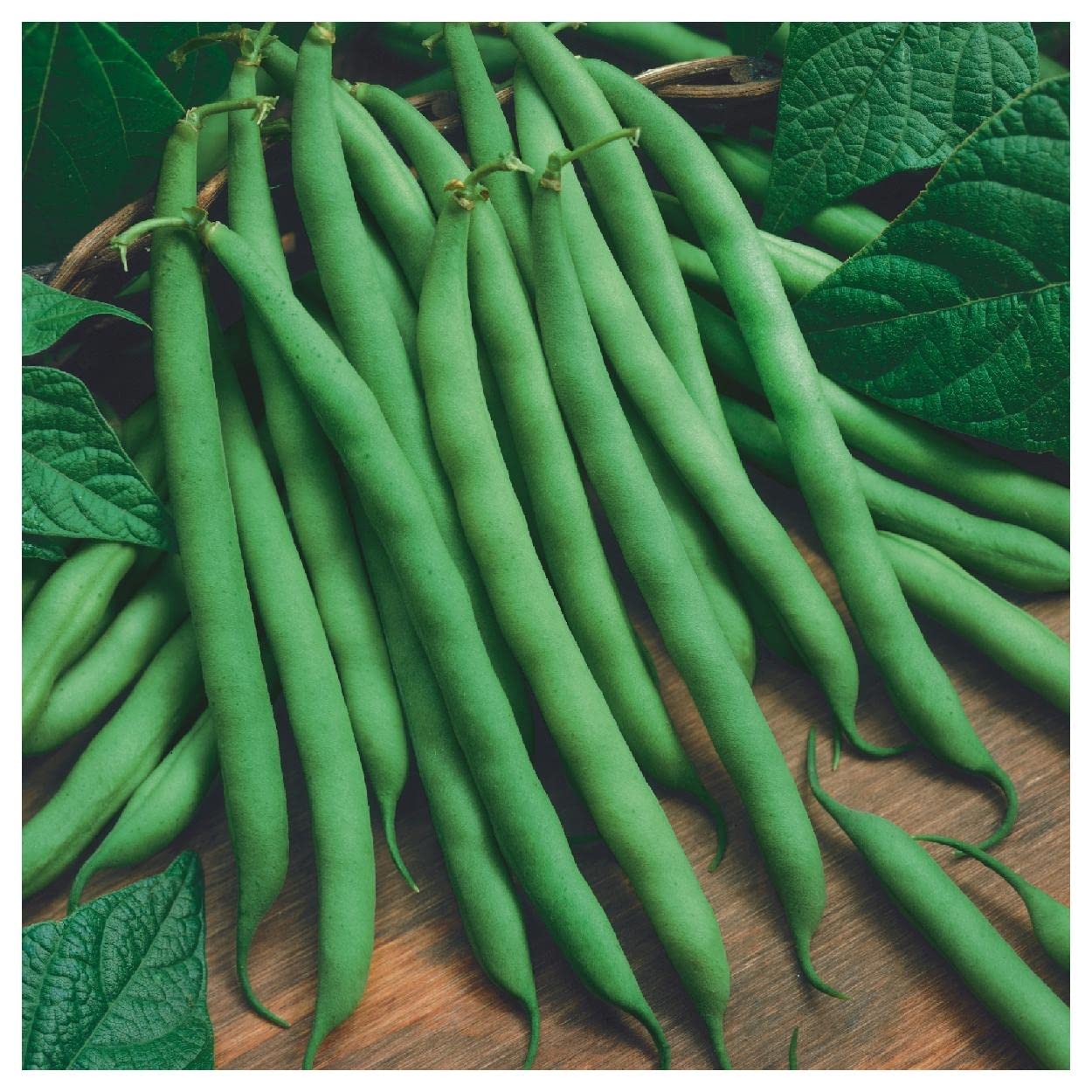 Organic Blue Lake Bush Green Bean Seeds - 1 Lb Non-GMO Heirloom Seeds - Gold Vault Packet for Home Gardening & Sustainable Farming