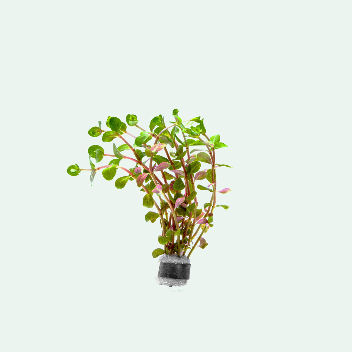 Rotala Blood Red Aquatic Plant - Premium Live Aquarium Plant for Fish Tanks, Ponds & Aquascaping | Perfect for Freshwater Planted Tanks & Aquarium Decoration