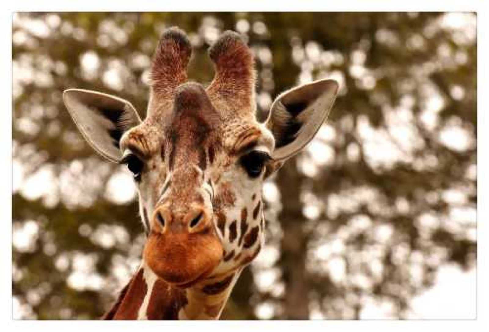 1000 Piece Wooden Jigsaw Puzzle for Adults - Tall Giraffe Animal Art Puzzle - Home Decor Wall Art - Challenging Brain Teaser for Family Game Night & Stress Relief