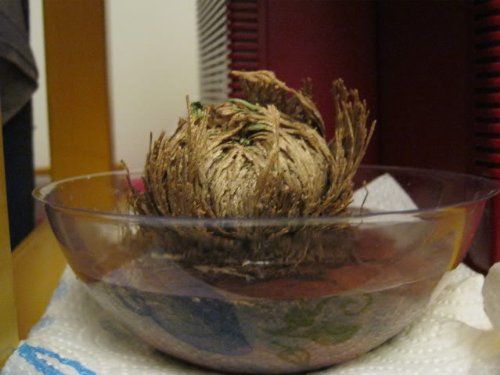 Resurrection Plant Live - Rose of Jericho (Selaginella lepidophylla) | Dinosaur Fern, Miracle Air Plant | Prehistoric Survival Plant for Home Decor, Terrariums & Spiritual Rituals