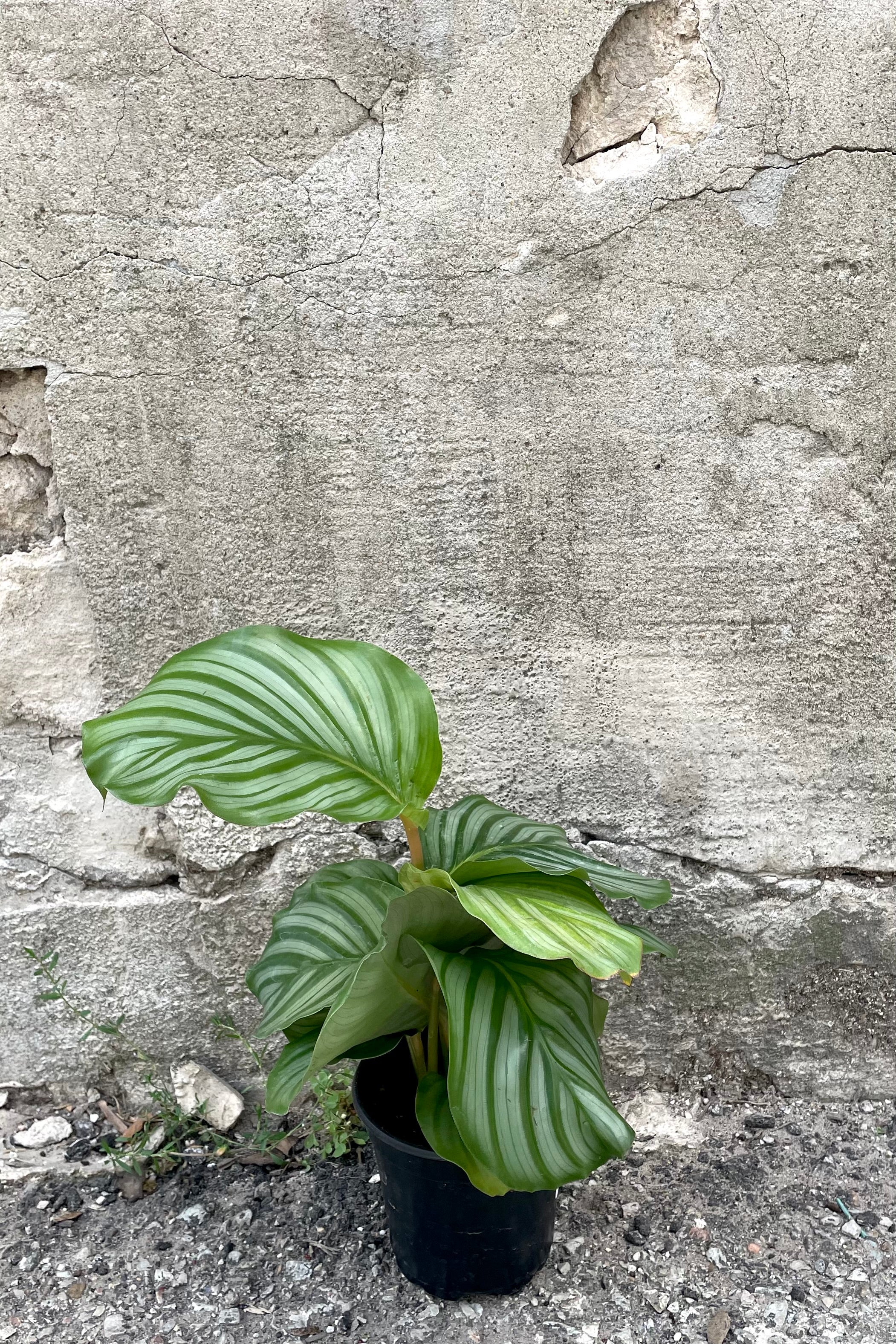 Calathea Orbifolia Prayer Plant - 4 Inch Live Indoor Houseplant for Home & Office Decor | Perfect for Low Light Spaces, Air Purifying, and Gift Giving