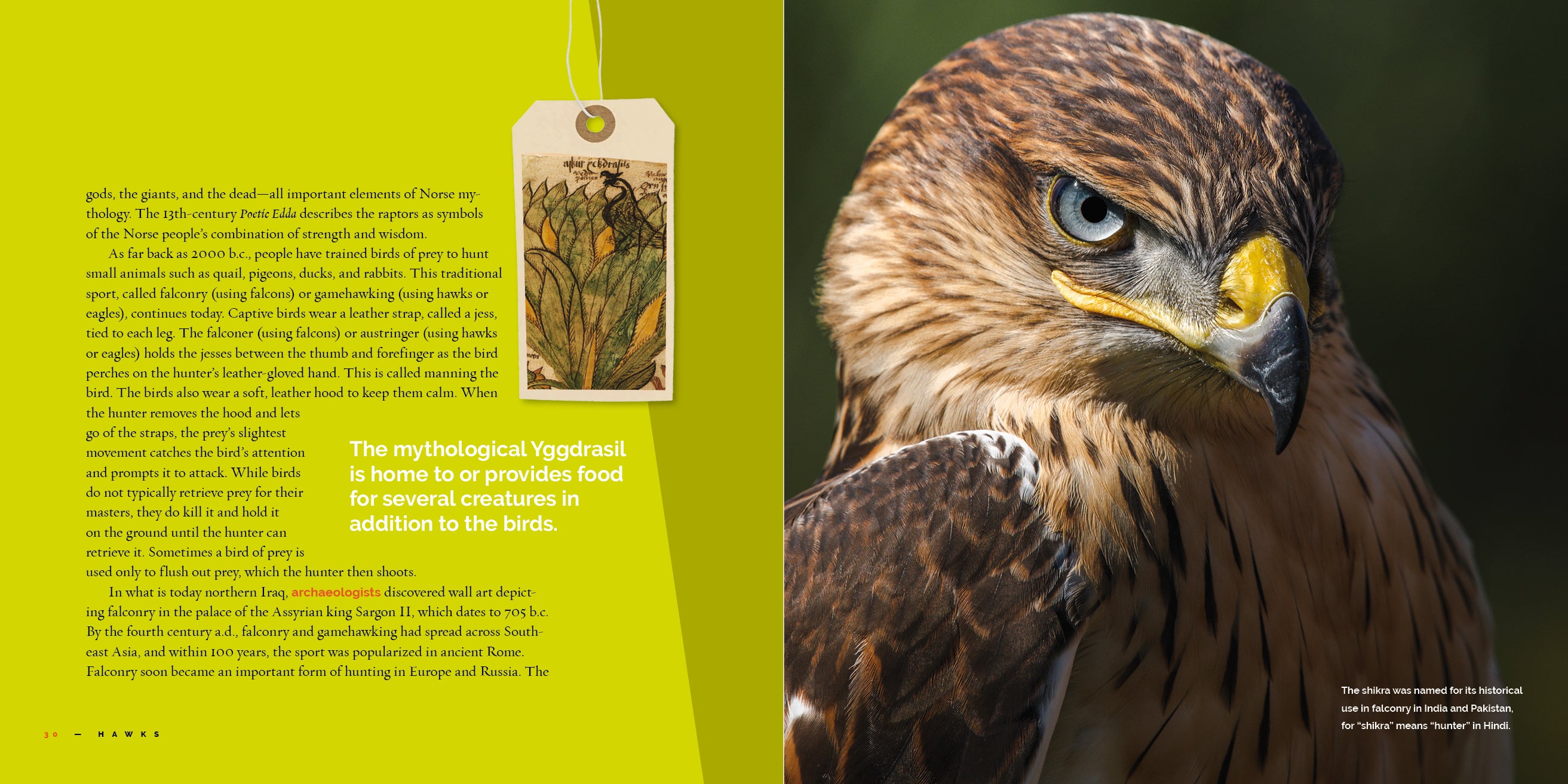 Hawks Book 9781640267855 - Wildlife Birds of Prey Guide for Bird Watching & Nature Enthusiasts | Perfect for Outdoor Adventures & Educational Gifts