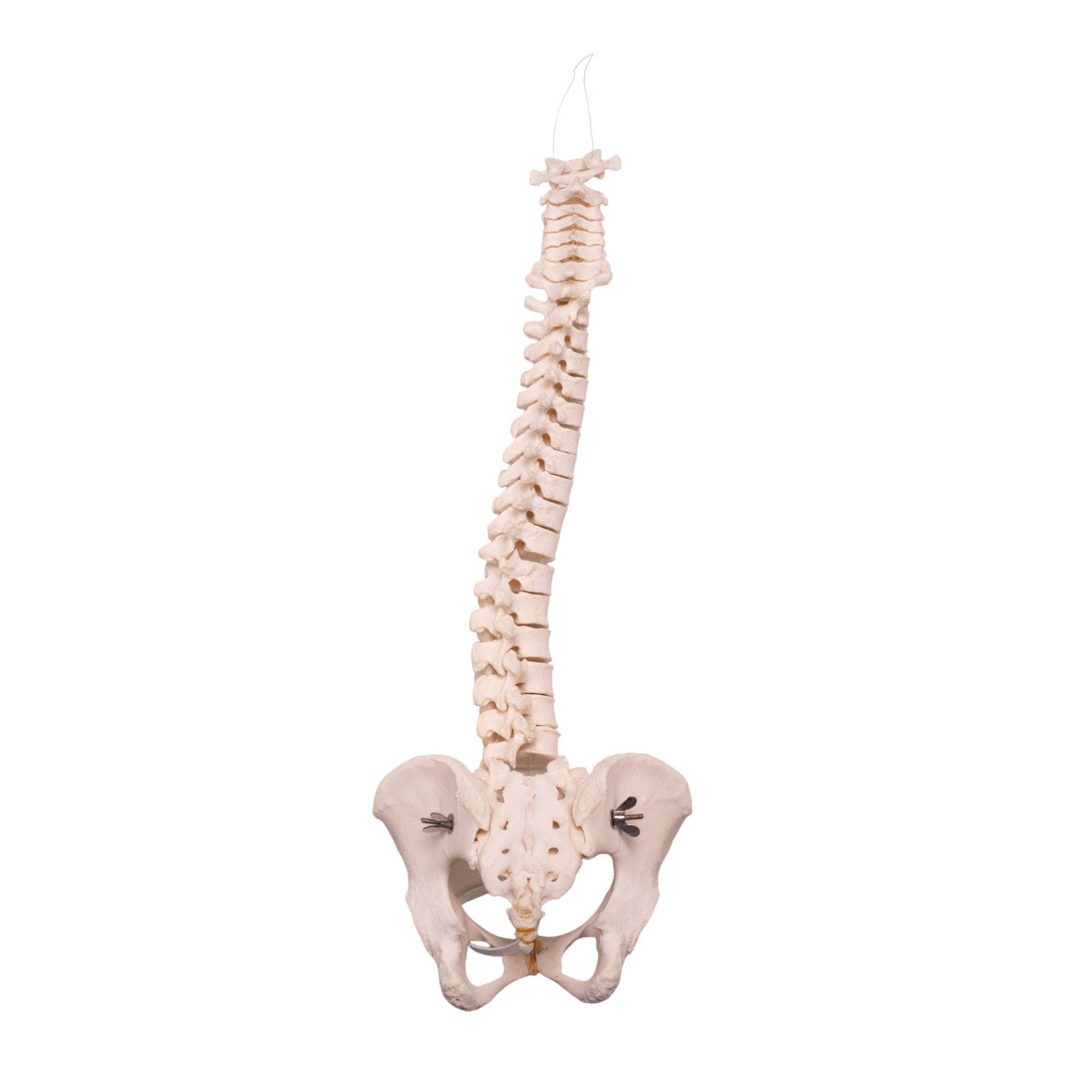 Authentic Real Human Spine, Sacrum & Pelvis Model - Medical Anatomy Study, Chiropractic Training, and Classroom Demonstration