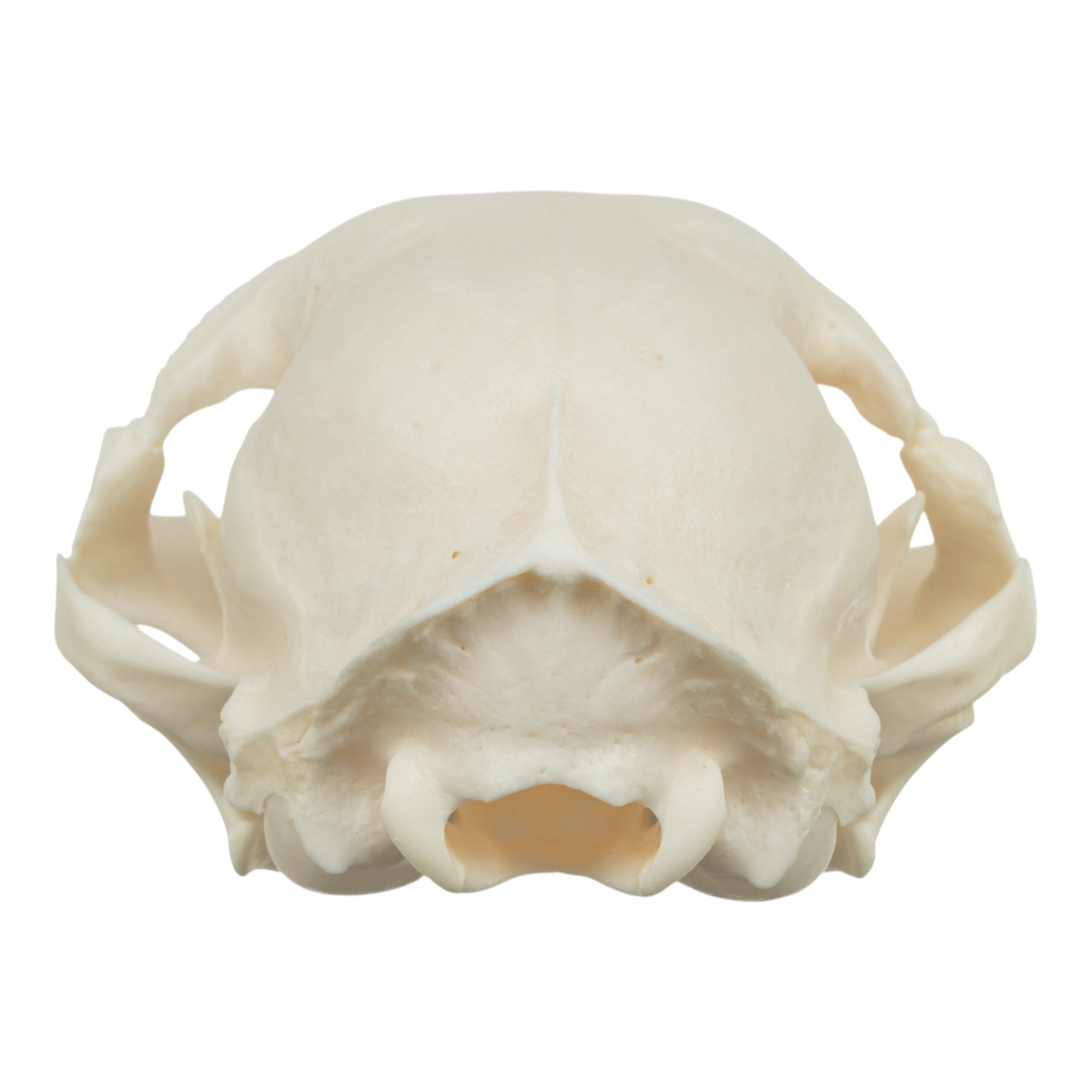 Authentic Domestic Cat Skull Specimen - Veterinary Pathology Study, Animal Anatomy Display & Halloween Decor
