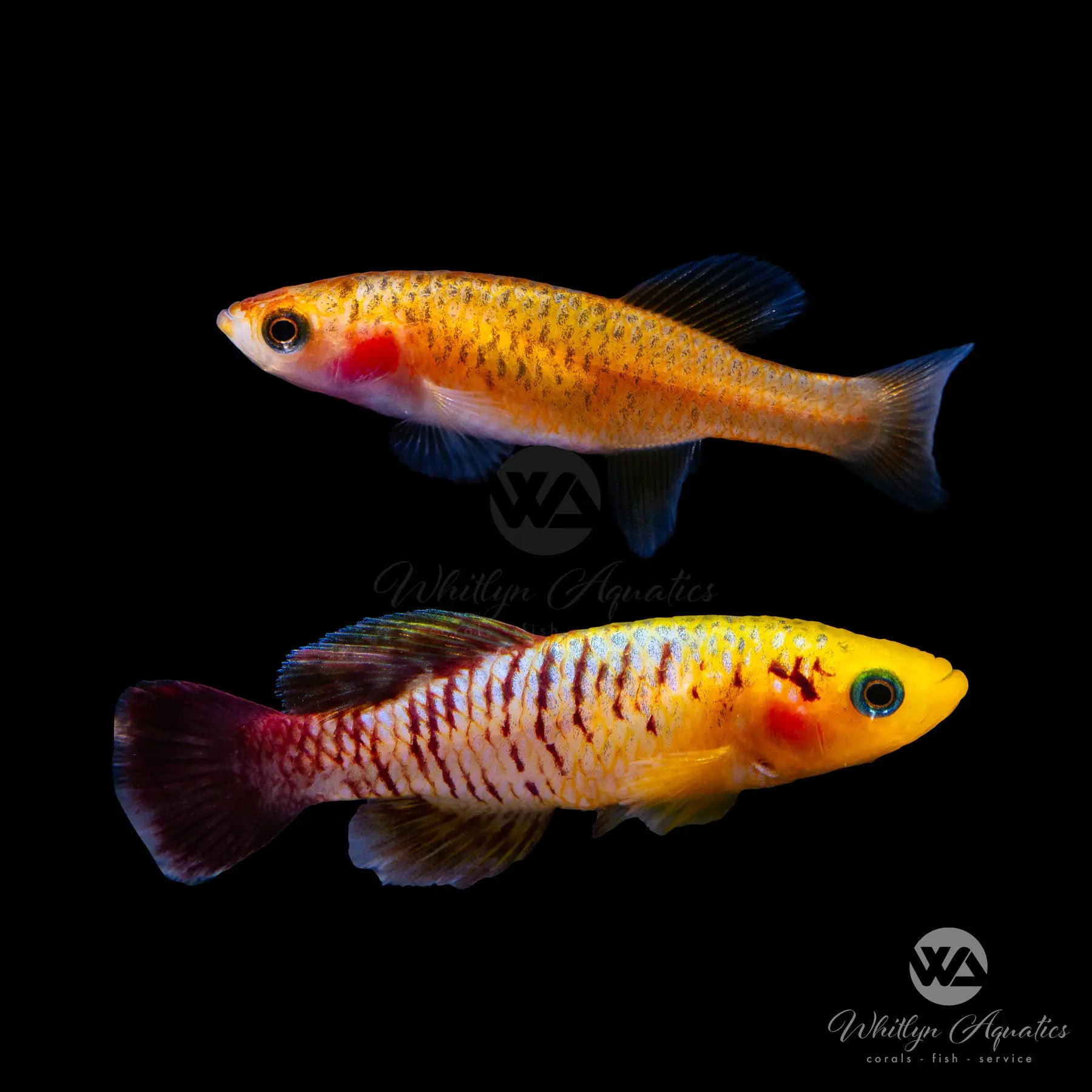 Premium Gold Nothobranchius Guentheri Killifish Pair (1 Male & 1 Female) - Rare Live Aquarium Fish for Breeding & Tropical Tanks