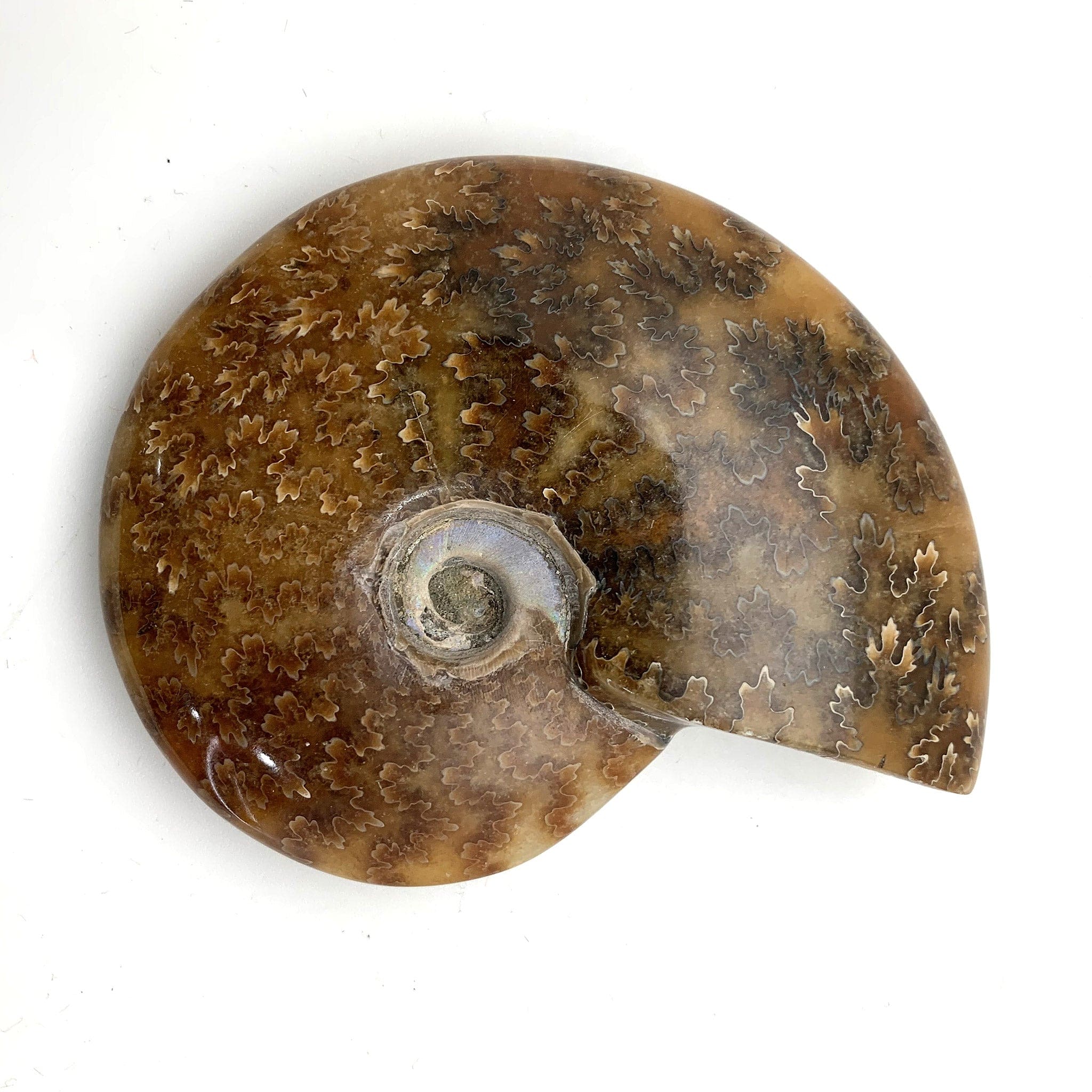 Authentic Ammonite Fossil Specimen - Natural Whole Ammonite Shell for Collectors, Home Decor & Gifts | Perfect for Geology Enthusiasts, Office Display & Educational Use