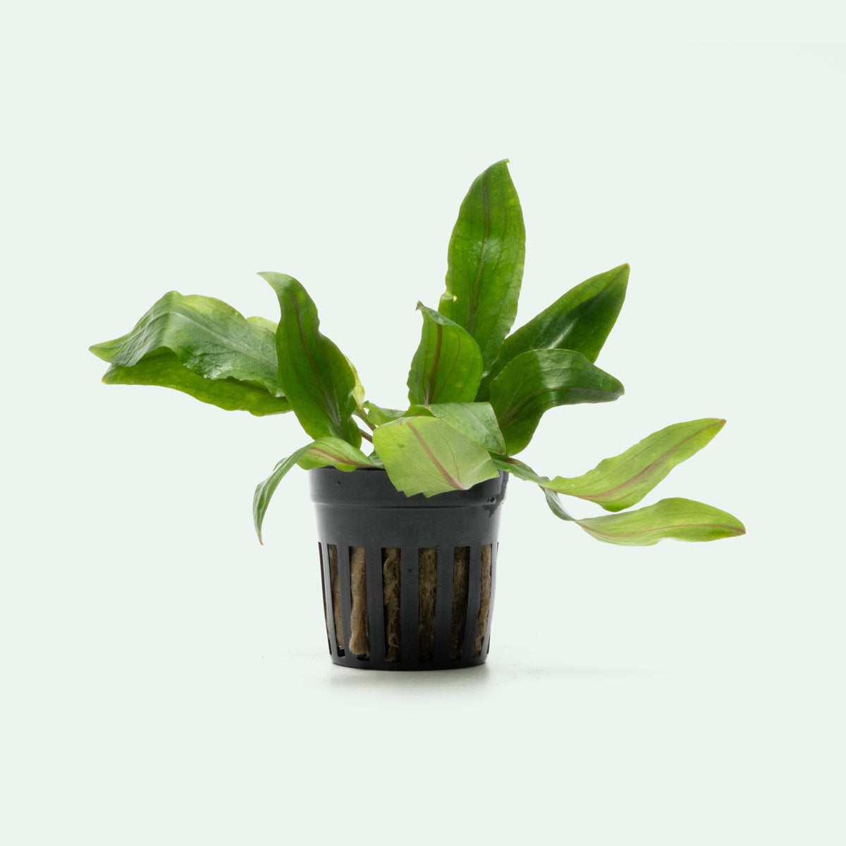 Cryptocoryne Petchii Live Aquarium Plant - Easy Care Freshwater Aquatic Plant for Fish Tanks, Aquascaping & Low Light Aquariums