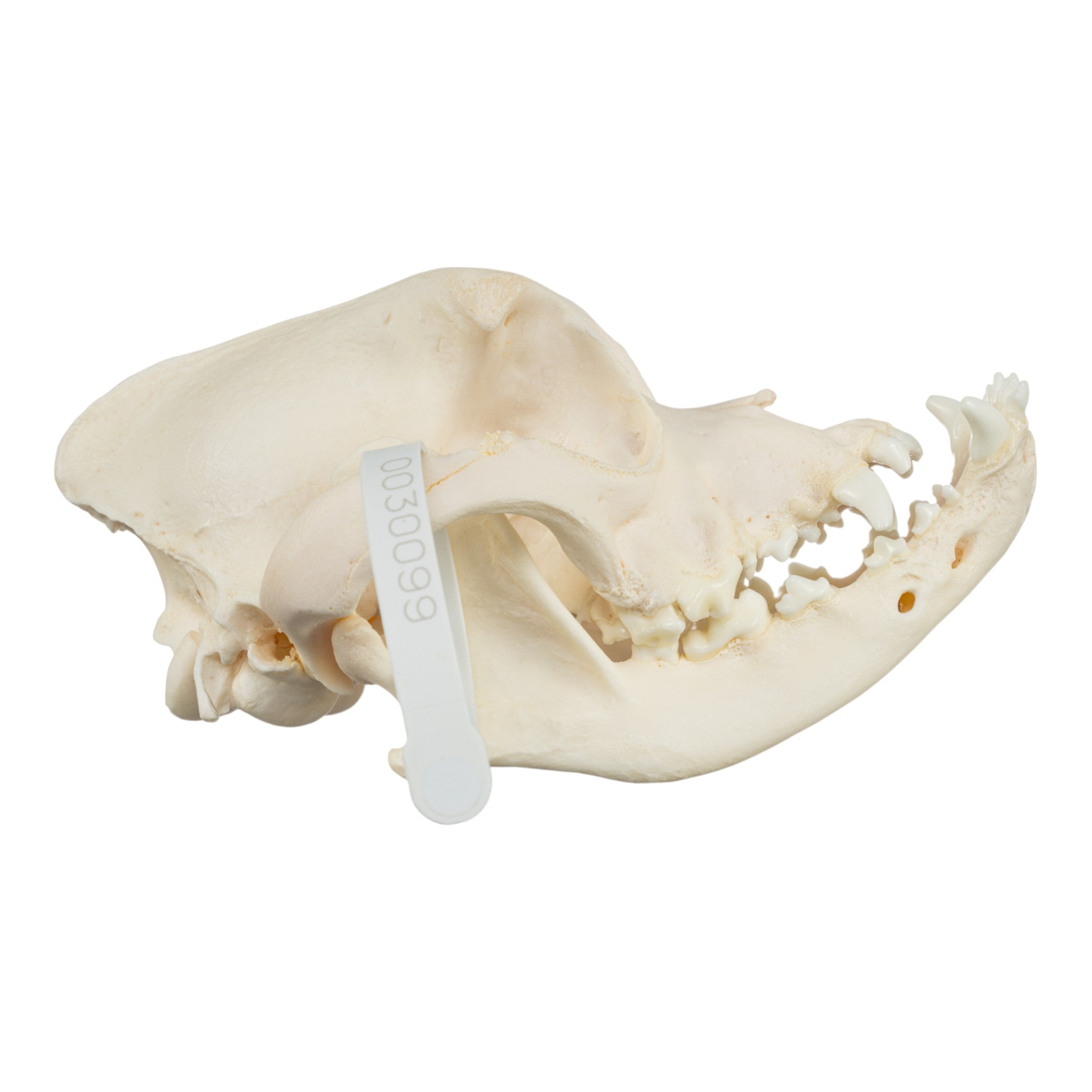 Authentic Boxer Dog Skull - Real Domestic Canine Specimen for Veterinary Study, Taxidermy & Halloween Decor