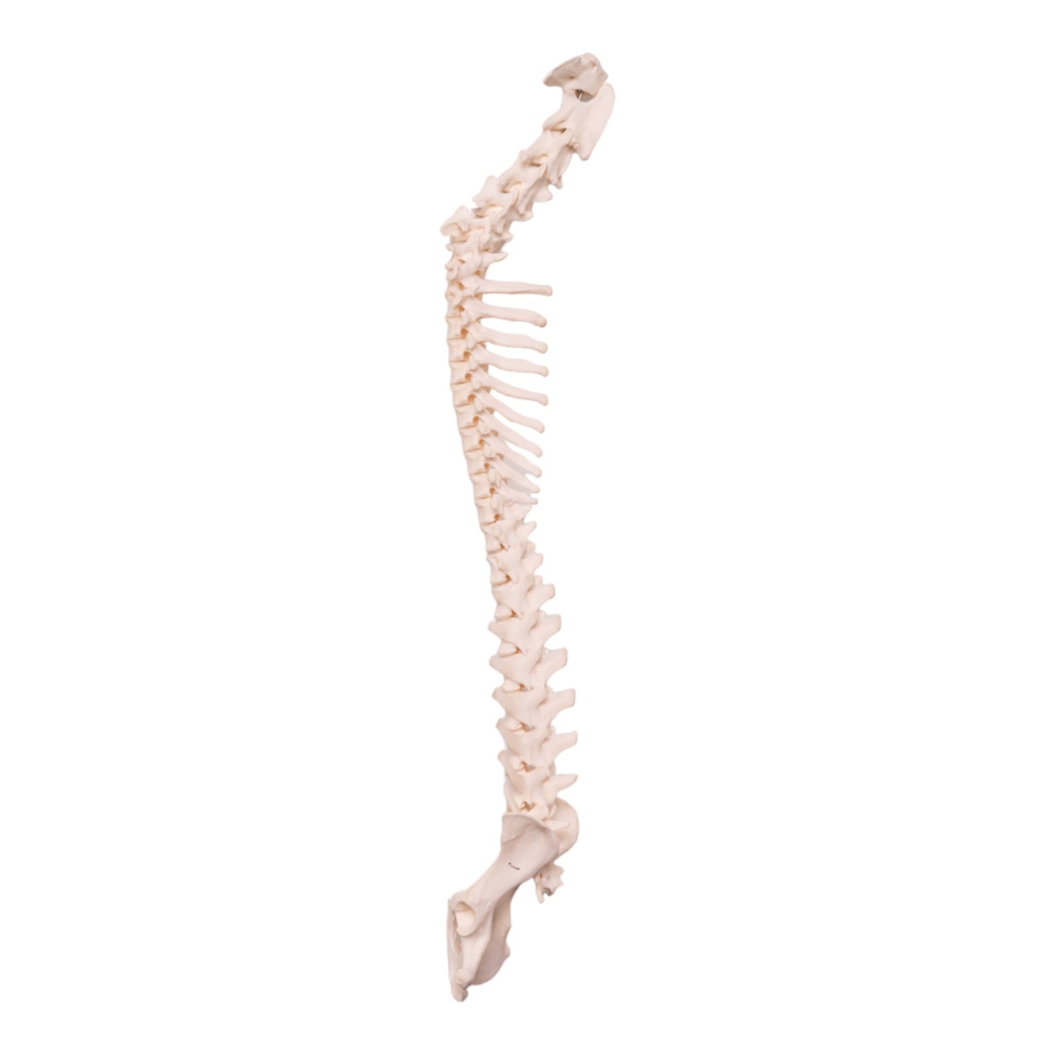 Real Domestic Dog Spine, Pelvis & Sacrum Articulated Skeleton - Veterinary Study, Anatomy Education & Taxidermy Display