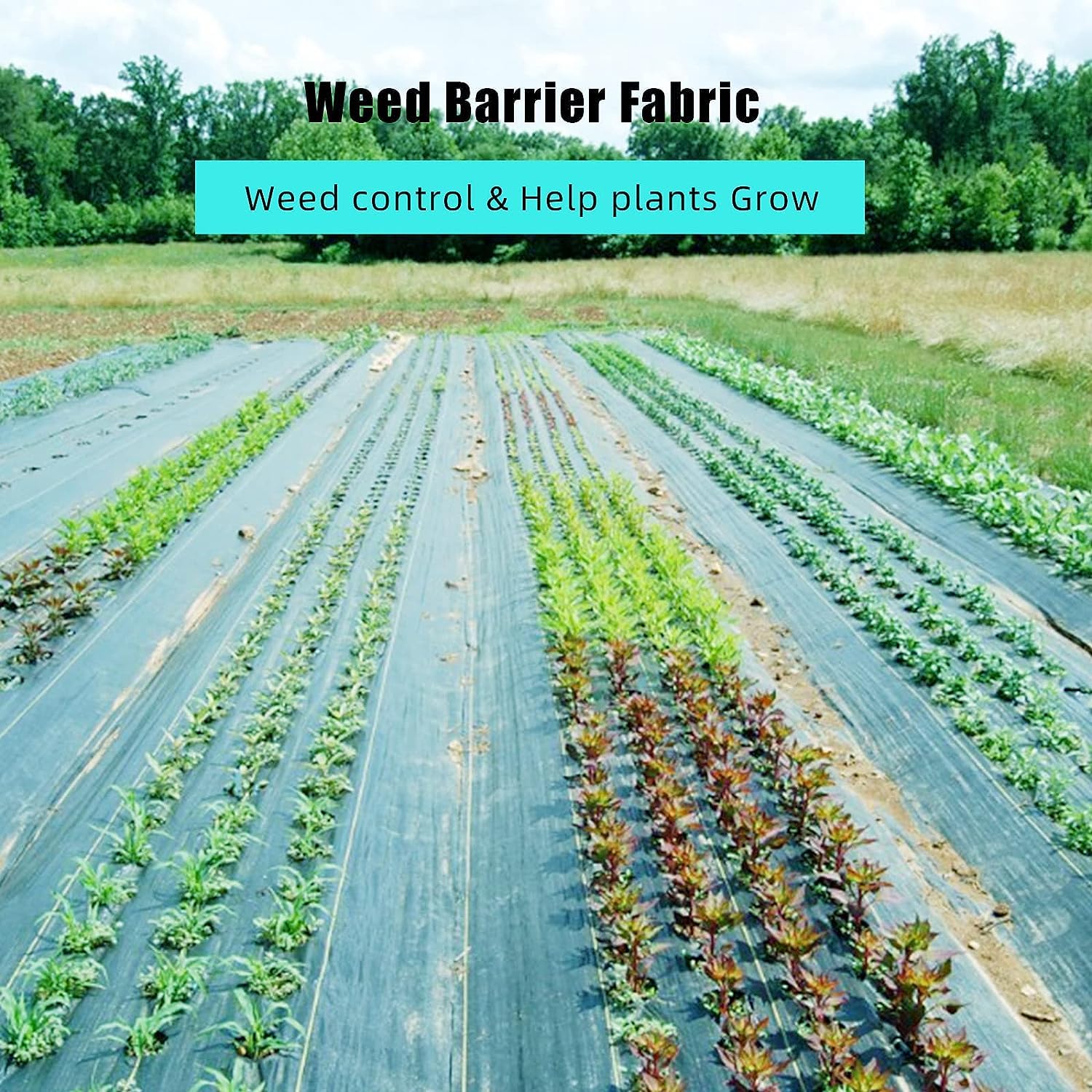 PioneerWorks 6.5ft x 330ft Heavy Duty Weed Barrier Landscape Fabric - Premium 3.2oz Ground Cover Weed Block Gardening Mat for Superior Weed Control | Easy Setup for Gardens, Lawns & Landscaping Projects