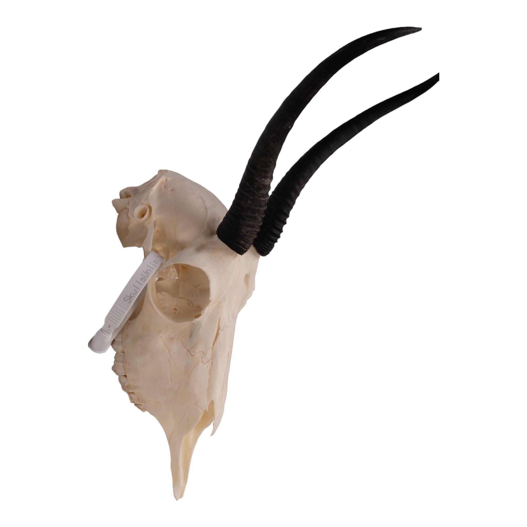 Authentic Female Springbok Skull Taxidermy - Rare African Wildlife Trophy for Home Decor, Hunting Lodge Display & Unique Gift Idea