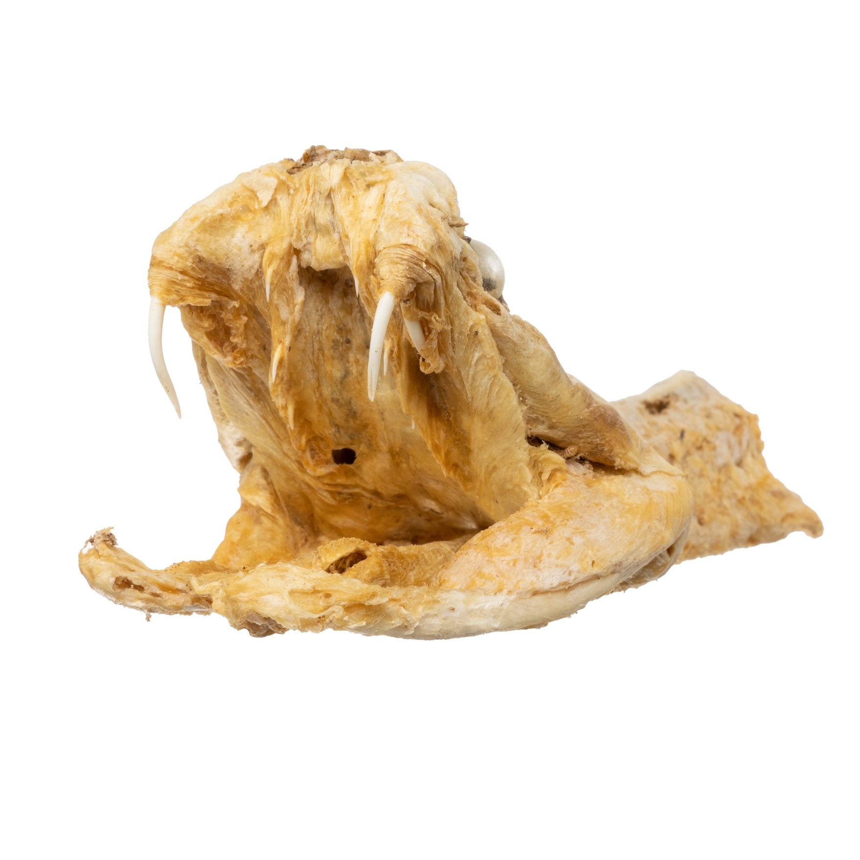 Preserved Rattlesnake Head - Authentic Taxidermy Specimen for Home Decor, Western Style, and Unique Gifts - Perfect for Halloween, Cabin Decor, and Oddity Collections