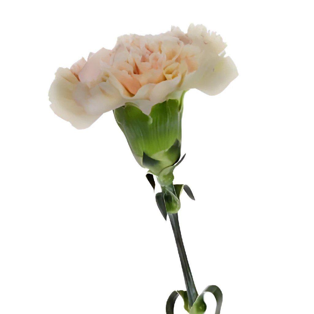 Antique Creamy Peach Carnation Flowers - Artificial Silk Floral Arrangement for Home Decor, Wedding Centerpieces, and Party Decorations
