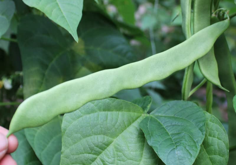 Non-GMO Pole Bean Seeds for Planting - Chinese Green Bean & French/Romano Variety (30 Helda Bean Seeds) | Home Vegetable Garden, Organic Gardening | Perfect for Vertical Gardens, Backyard Farming & Fresh Salads