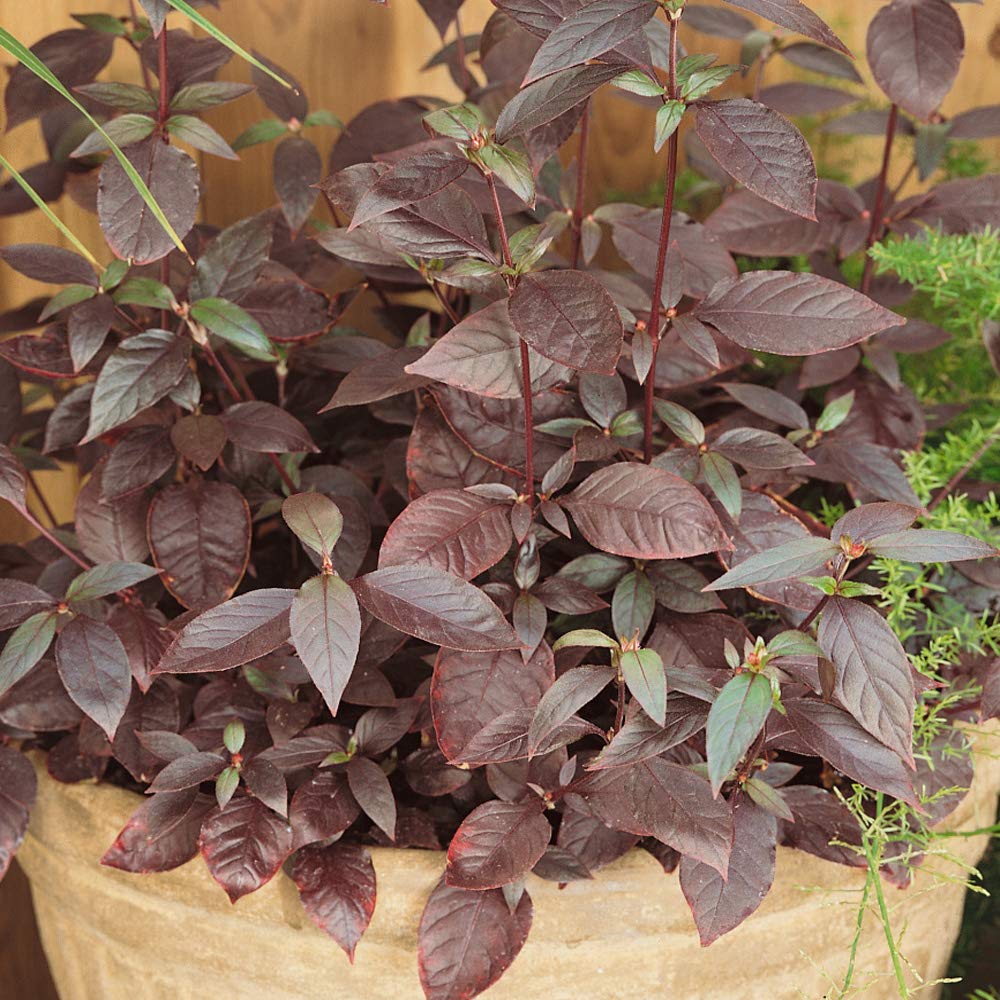 Outsidepride Alternanthera Purple Knight - 10 Garden Shrub Plant Seeds for Landscaping, Borders & Container Gardening