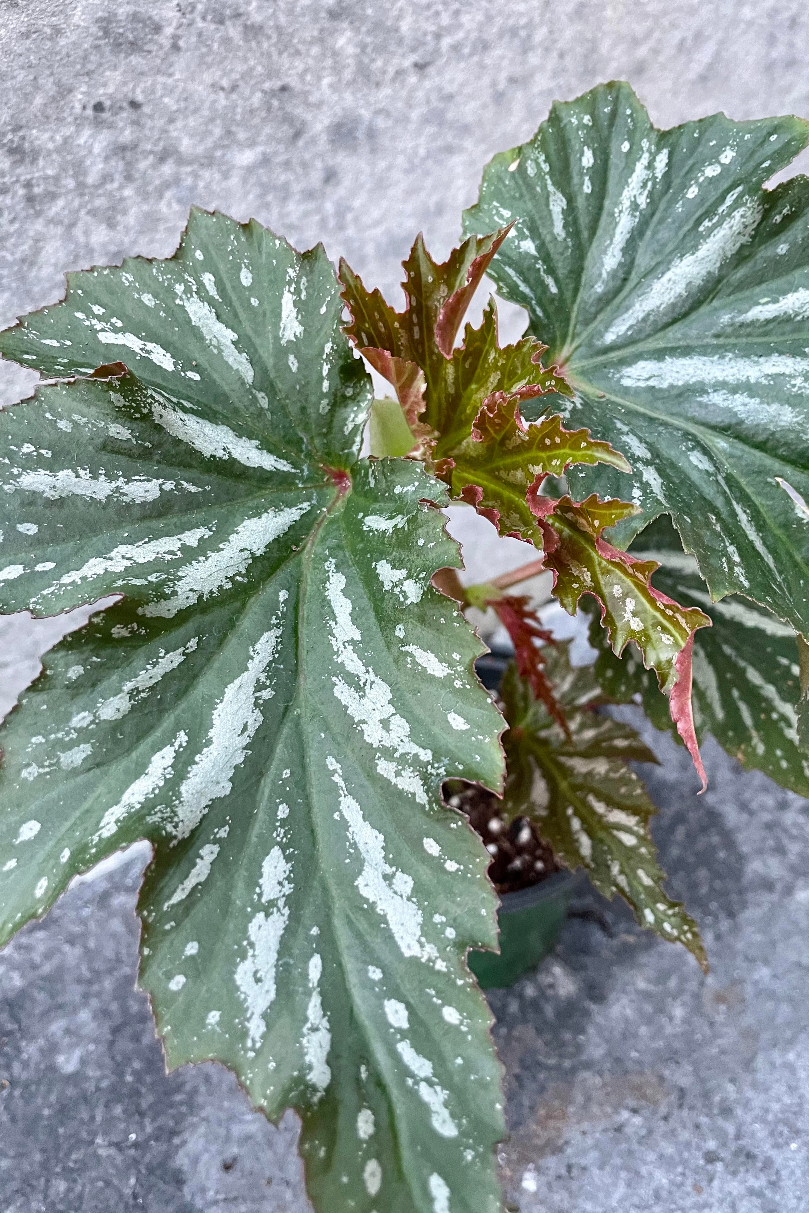 Begonia x 'Lana' 4-Inch Live Plant - Beautiful Flowering Houseplant for Indoor Gardens, Home Decor & Office Spaces